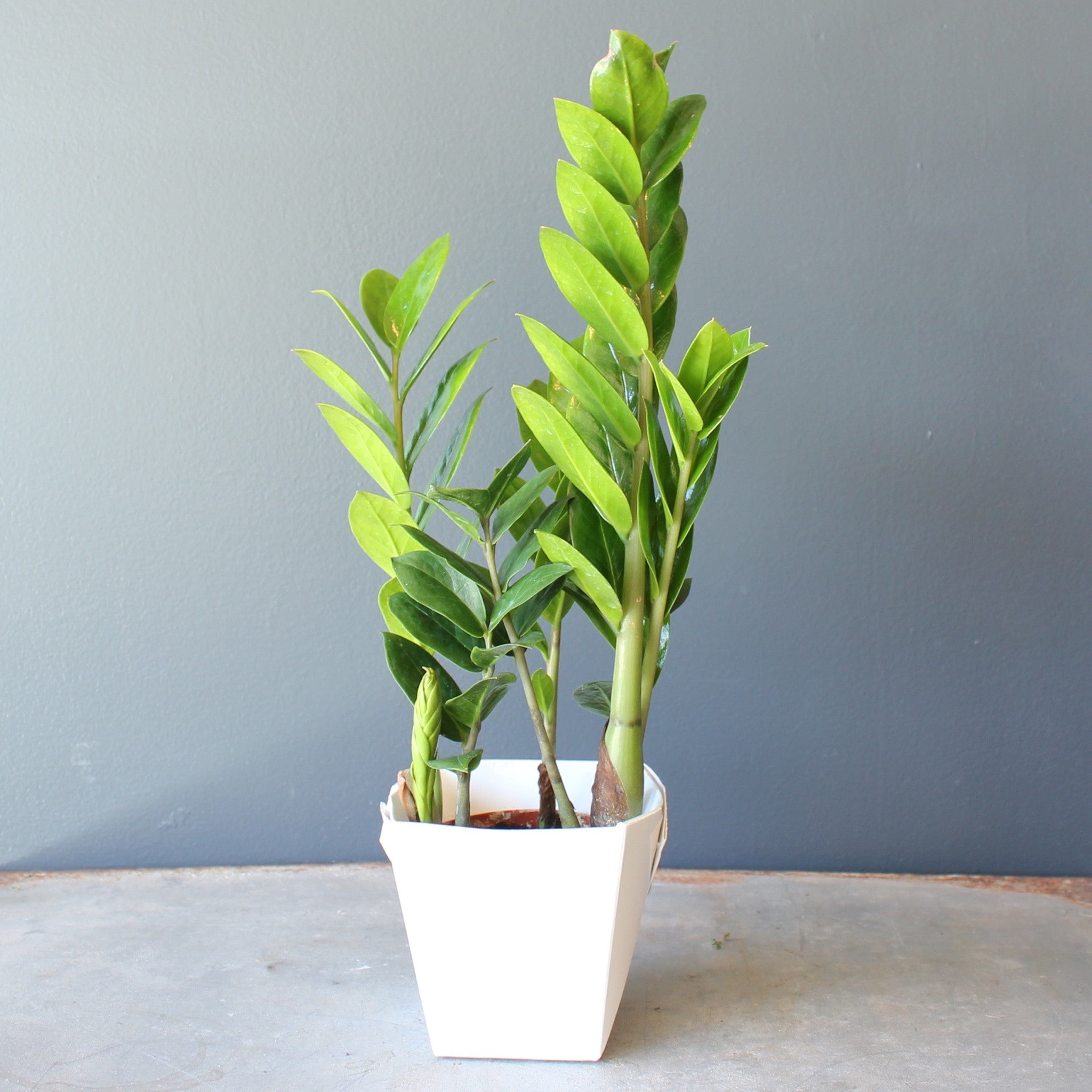 Zamioculcas Zamiifolia (ZZ)
