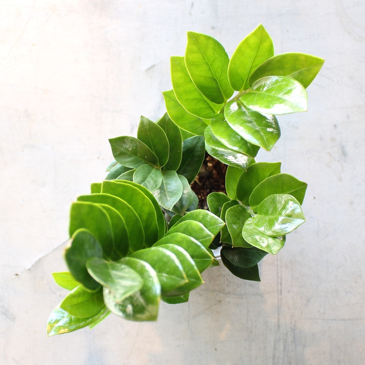 the spruce zz plant Zamioculcas Zamiifolia (ZZ)