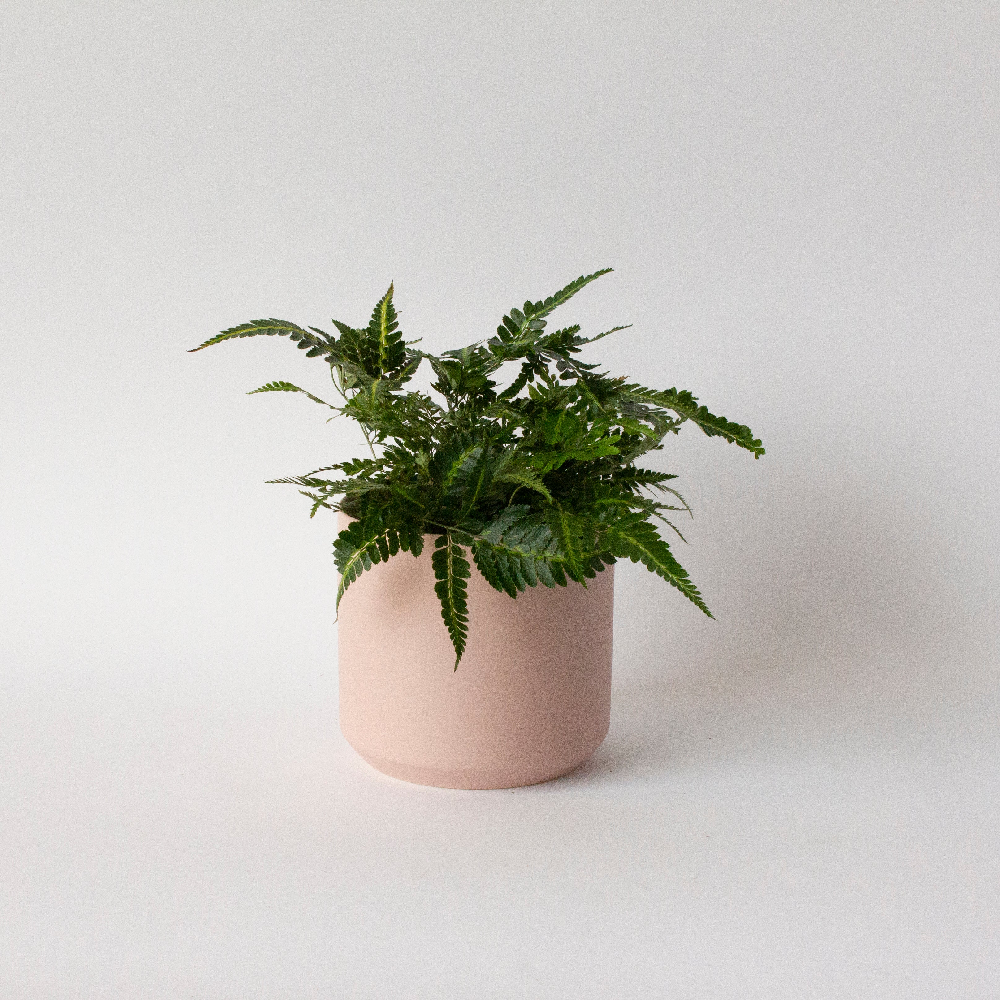 Kendall Pot