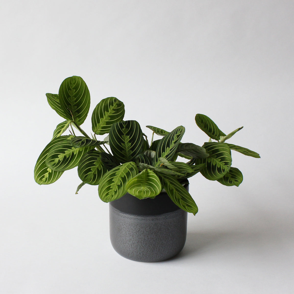 prayer plant lemon Maranta Lemon Lime Prayer Plant – Spruce Flowers and Events