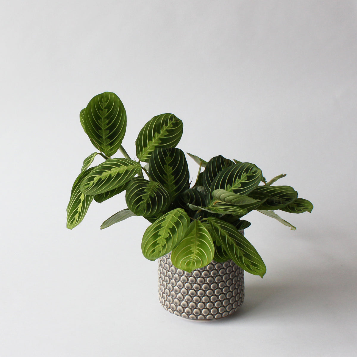 Maranta
