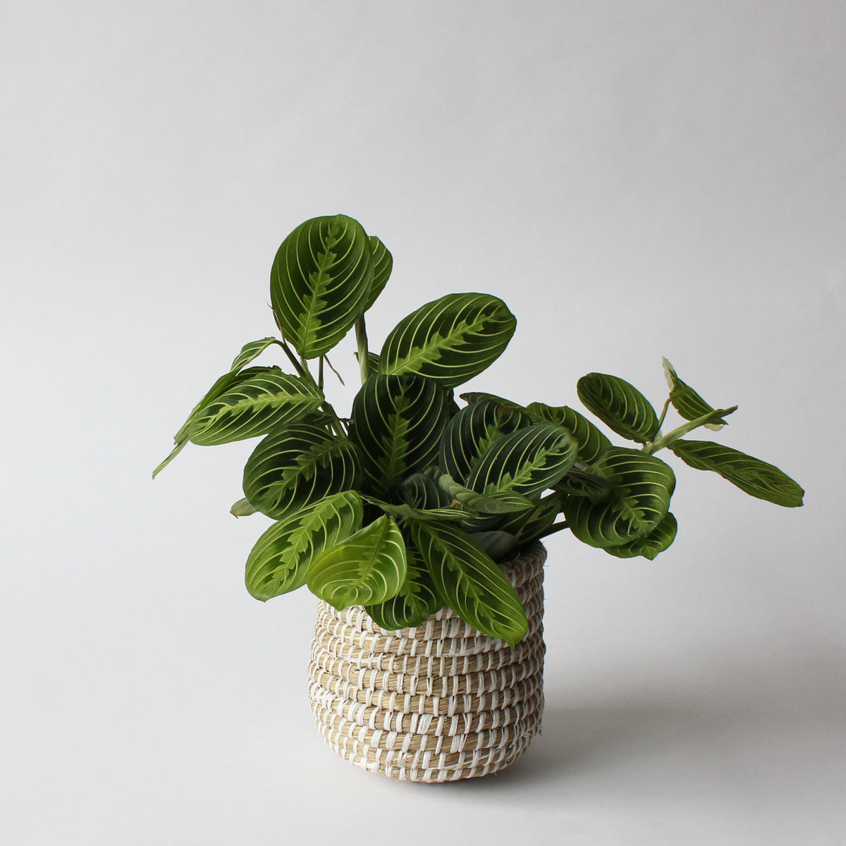 prayer plant white Maranta Lemon Lime Prayer Plant – Spruce Flowers and Events