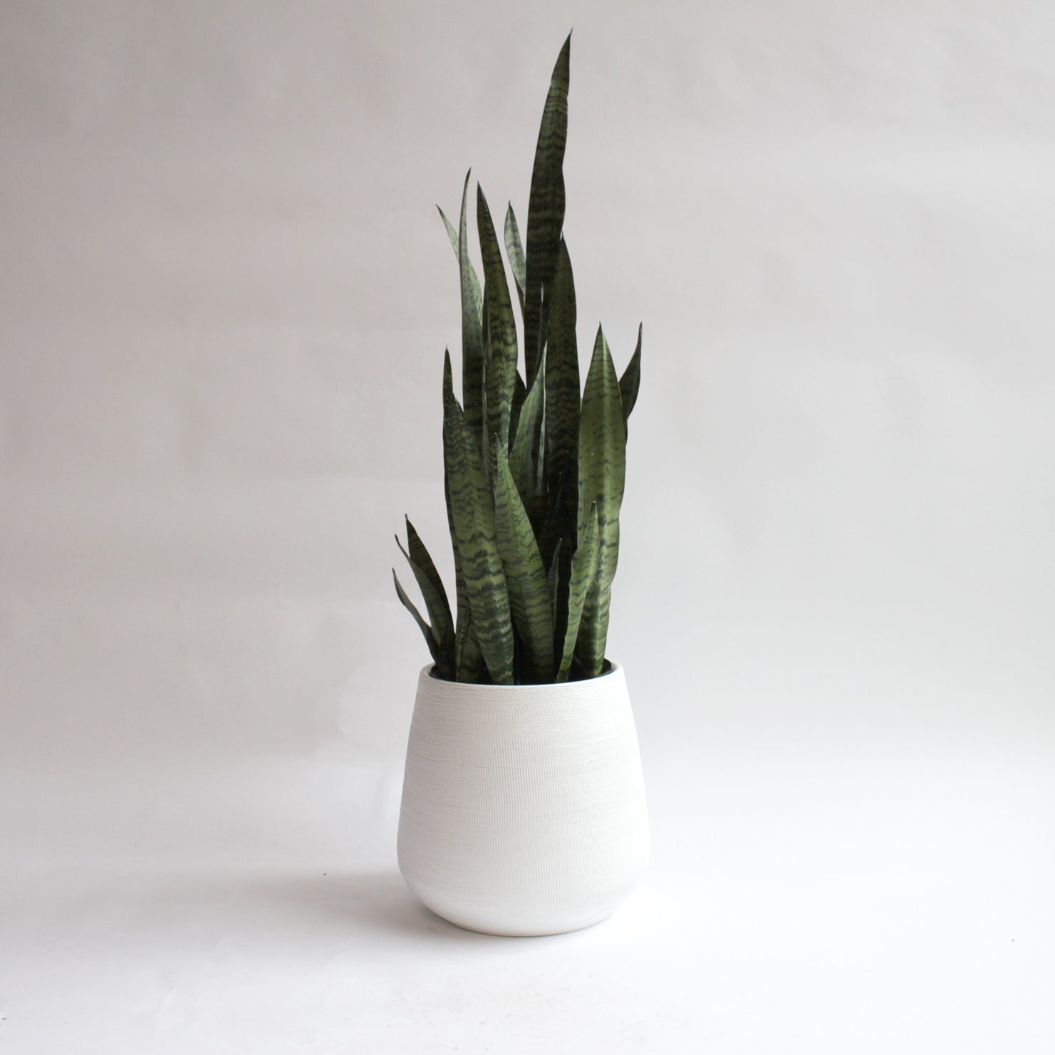 Sansevieria zeylanica - Floor Plant in pot