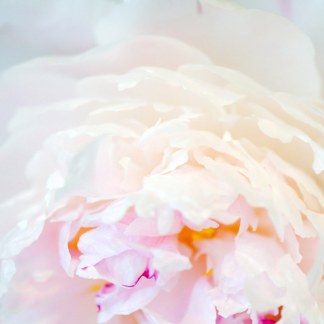 close up of an Peony flower