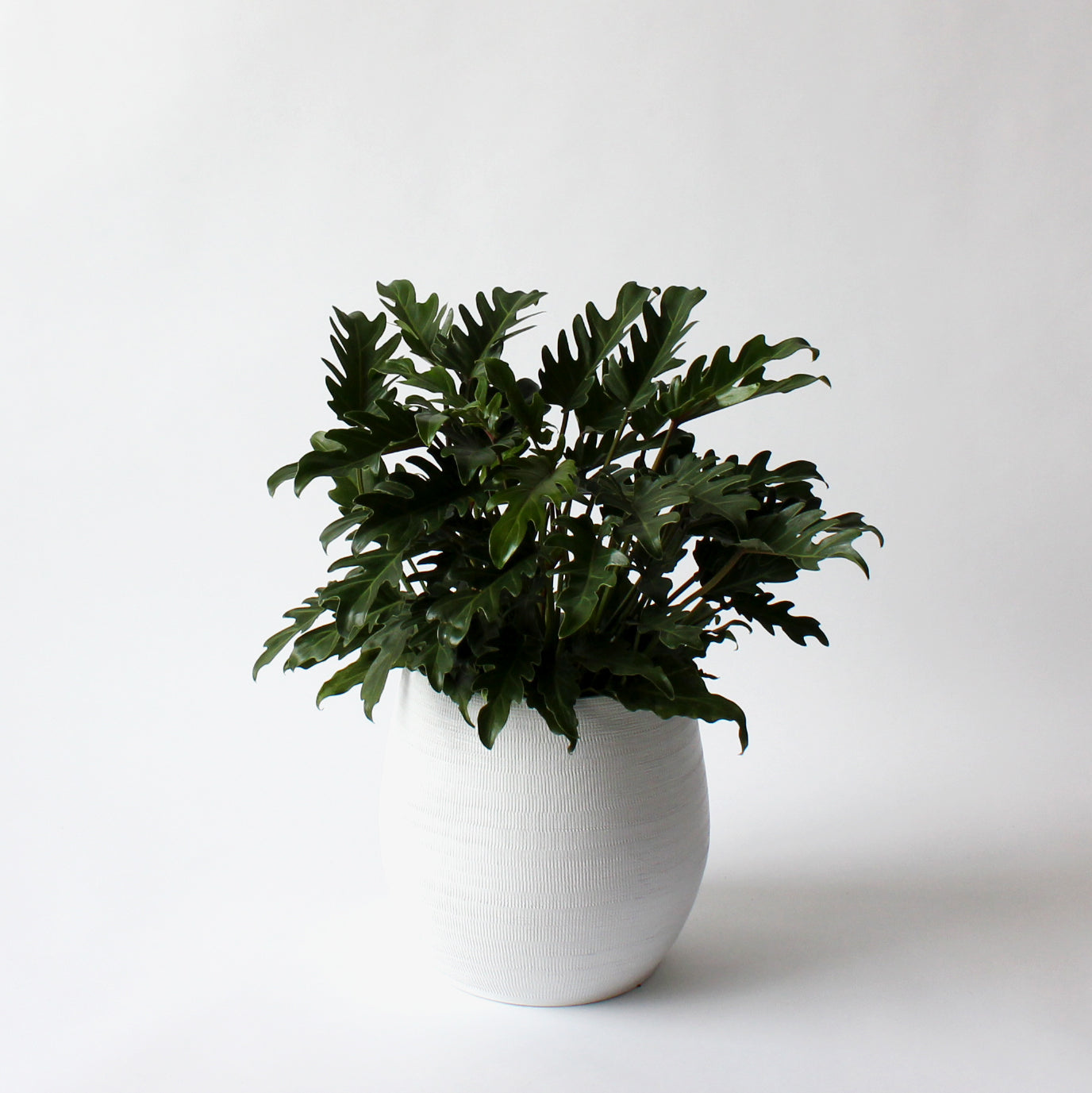 Philodendron - Xanadu