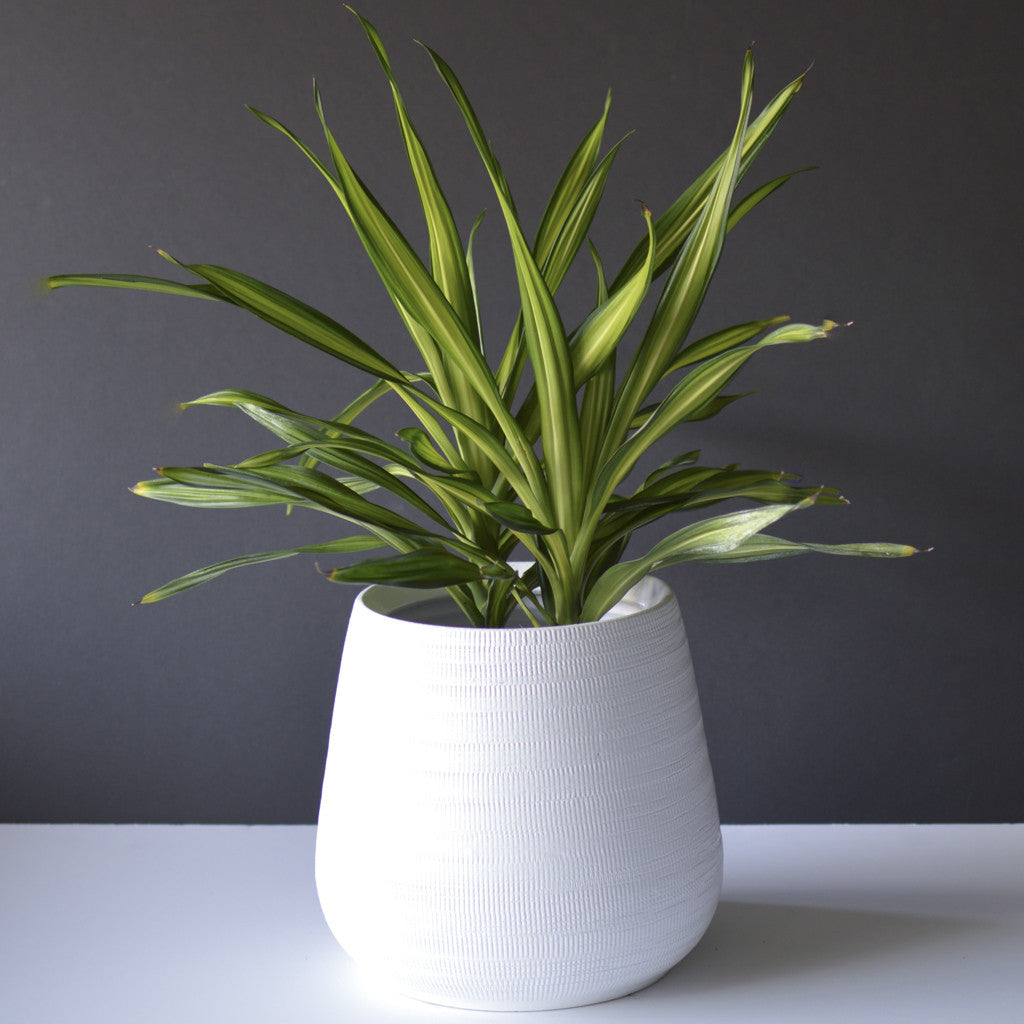 Large Ceramic Planter for Indoor Plants – Spruce Flowers and Events