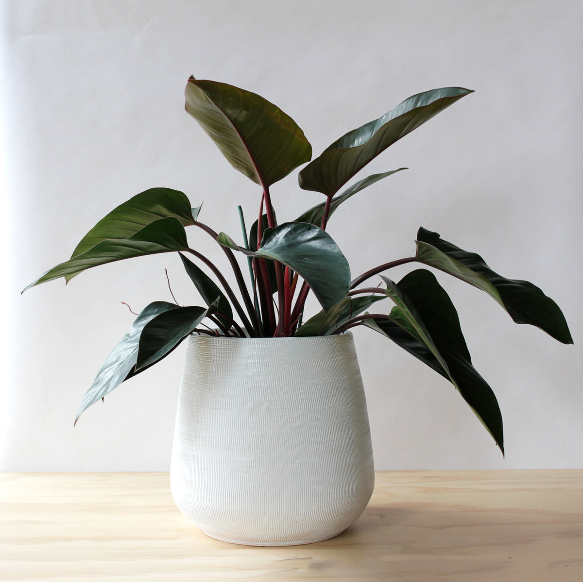philodendron red congo flower Philodendron