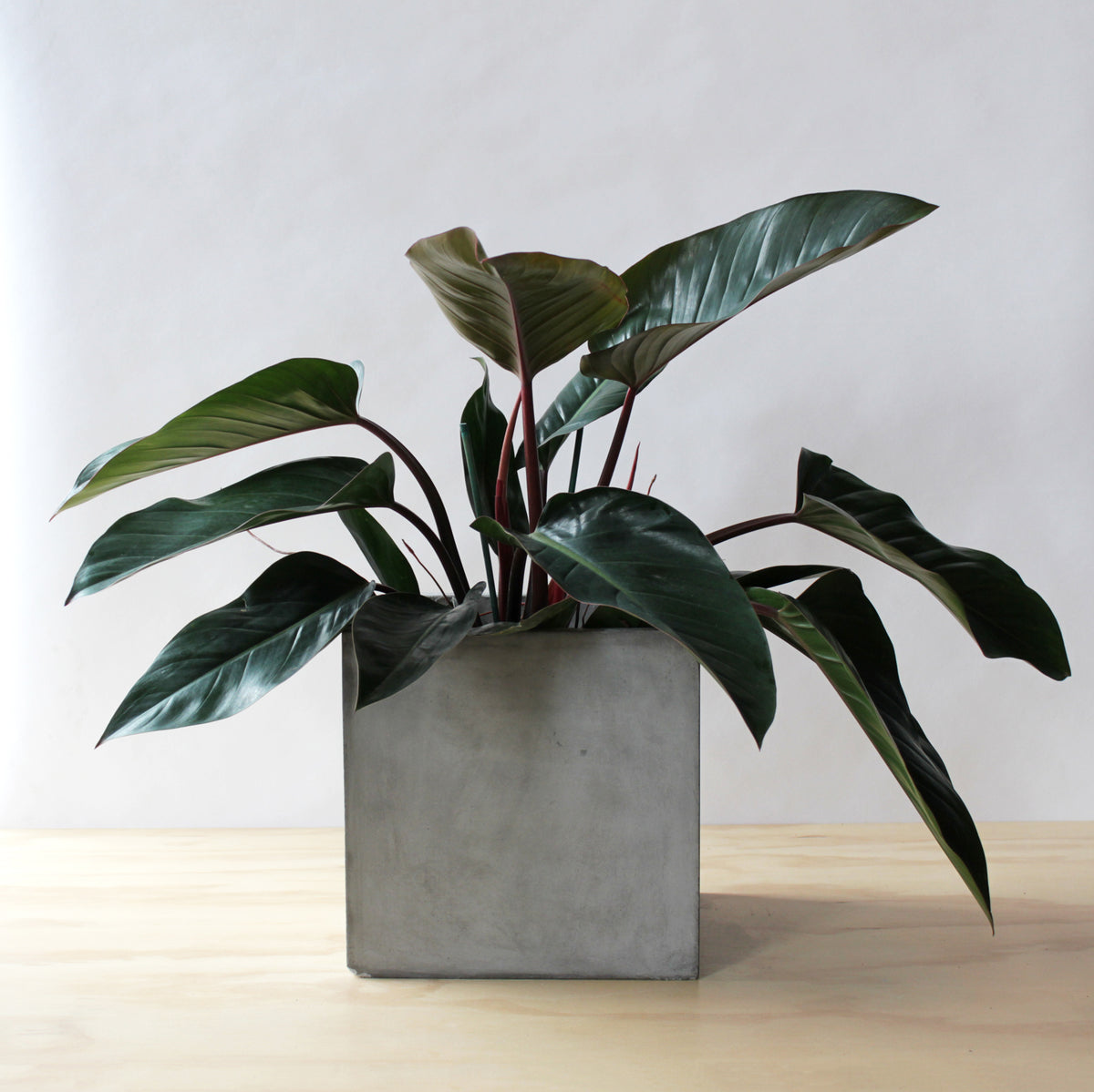 philodendron compact congo Philodendron