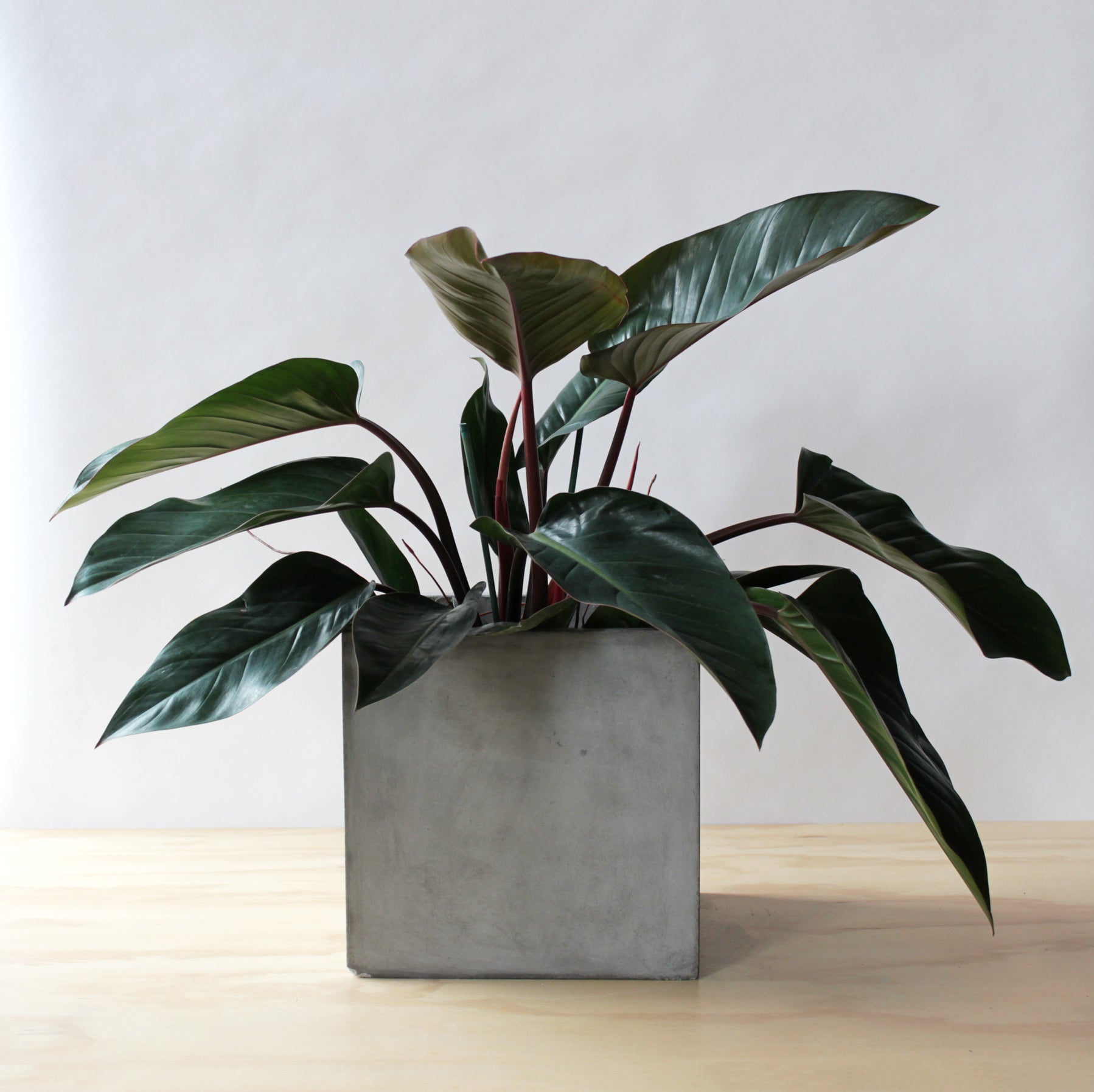 Philodendron - Congo Rojo