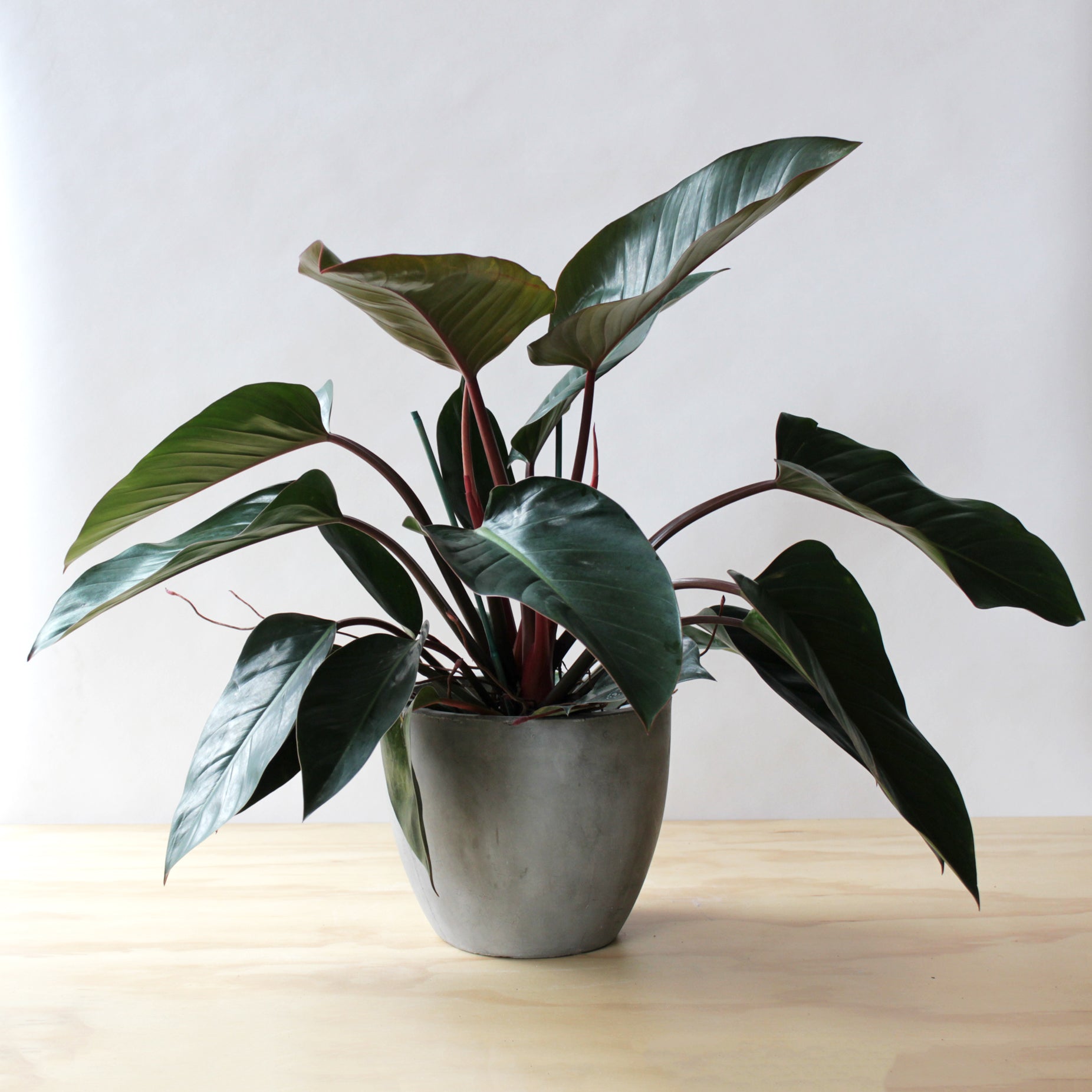 Philodendron - Congo Rojo