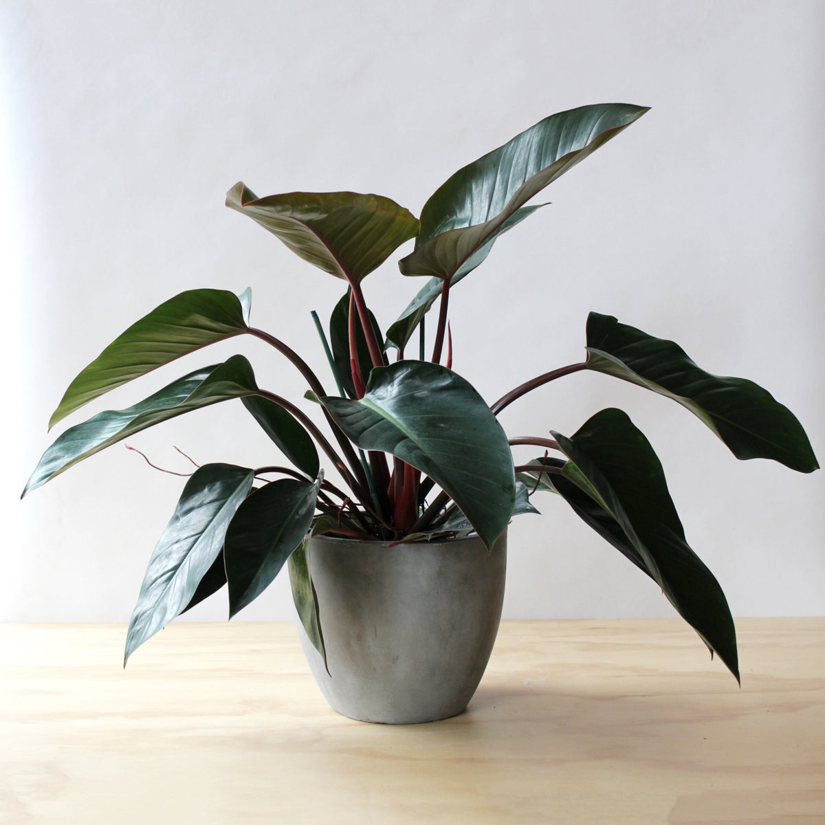 Philodendron