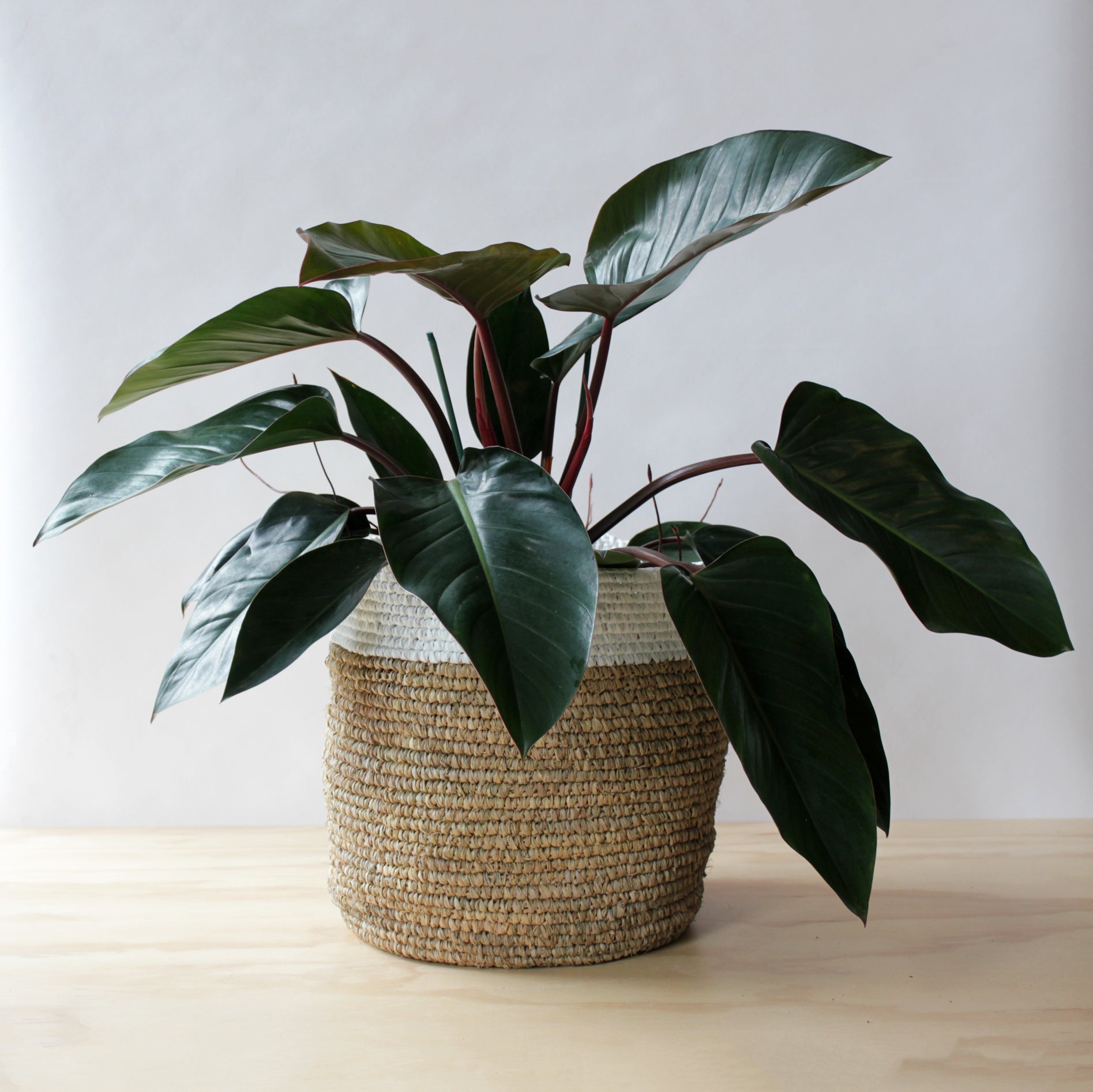 Philodendron - Congo Rojo