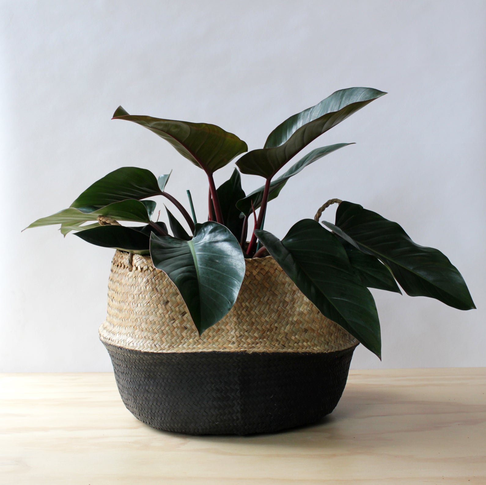 Philodendron - Congo Rojo