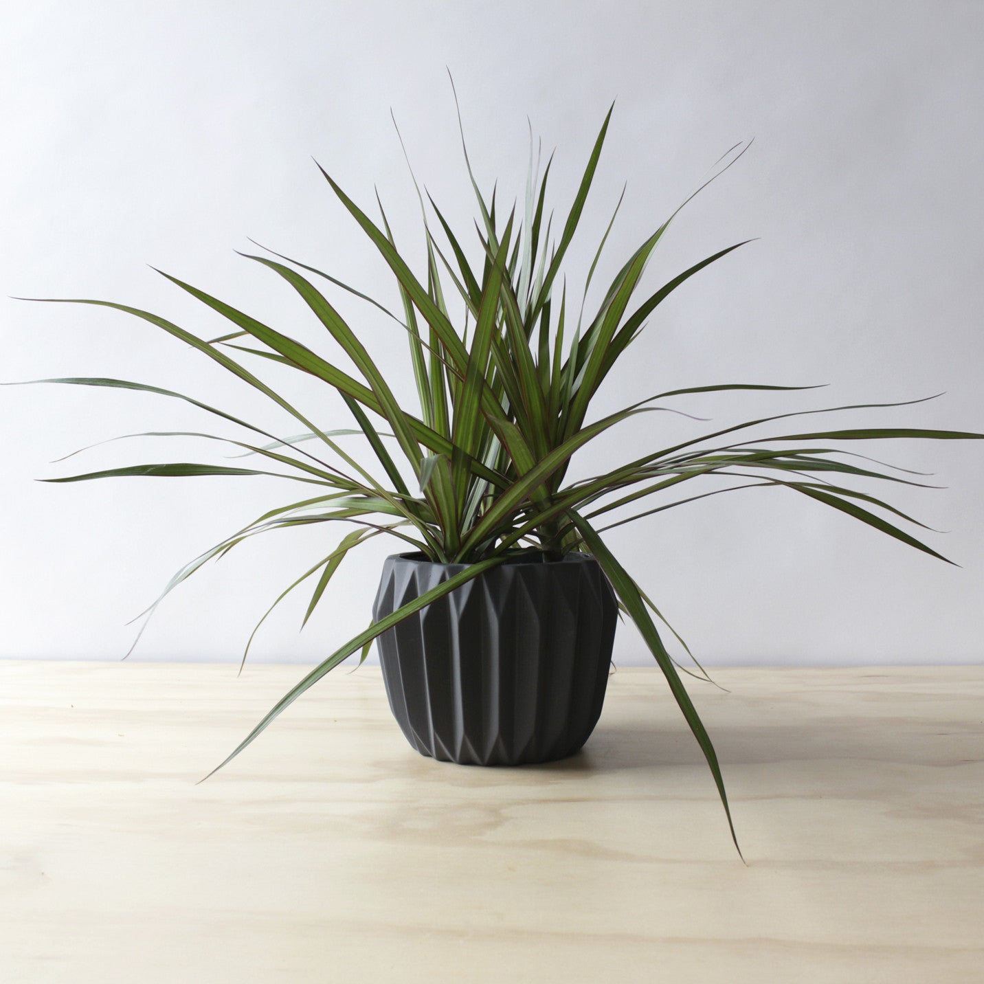 Dracaena - Marginata Bush