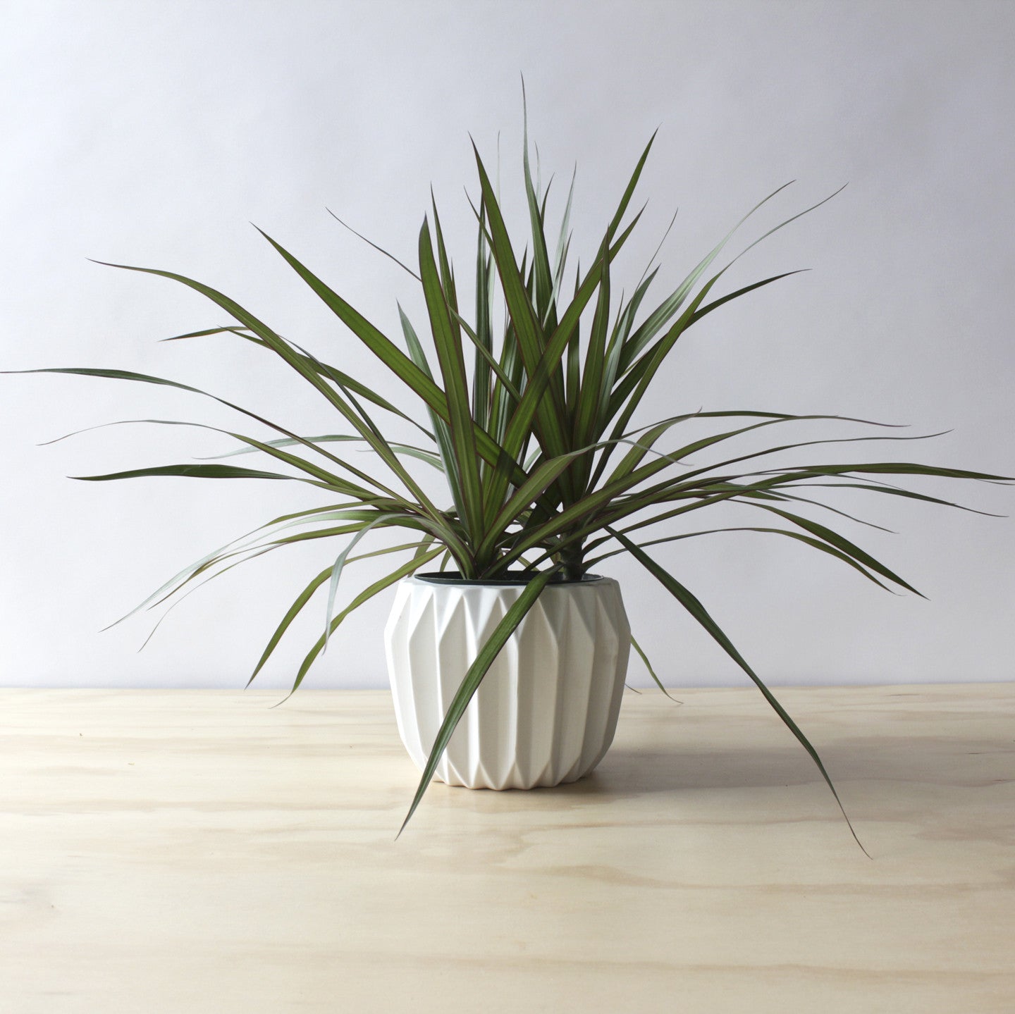 Dracaena - Marginata Bush