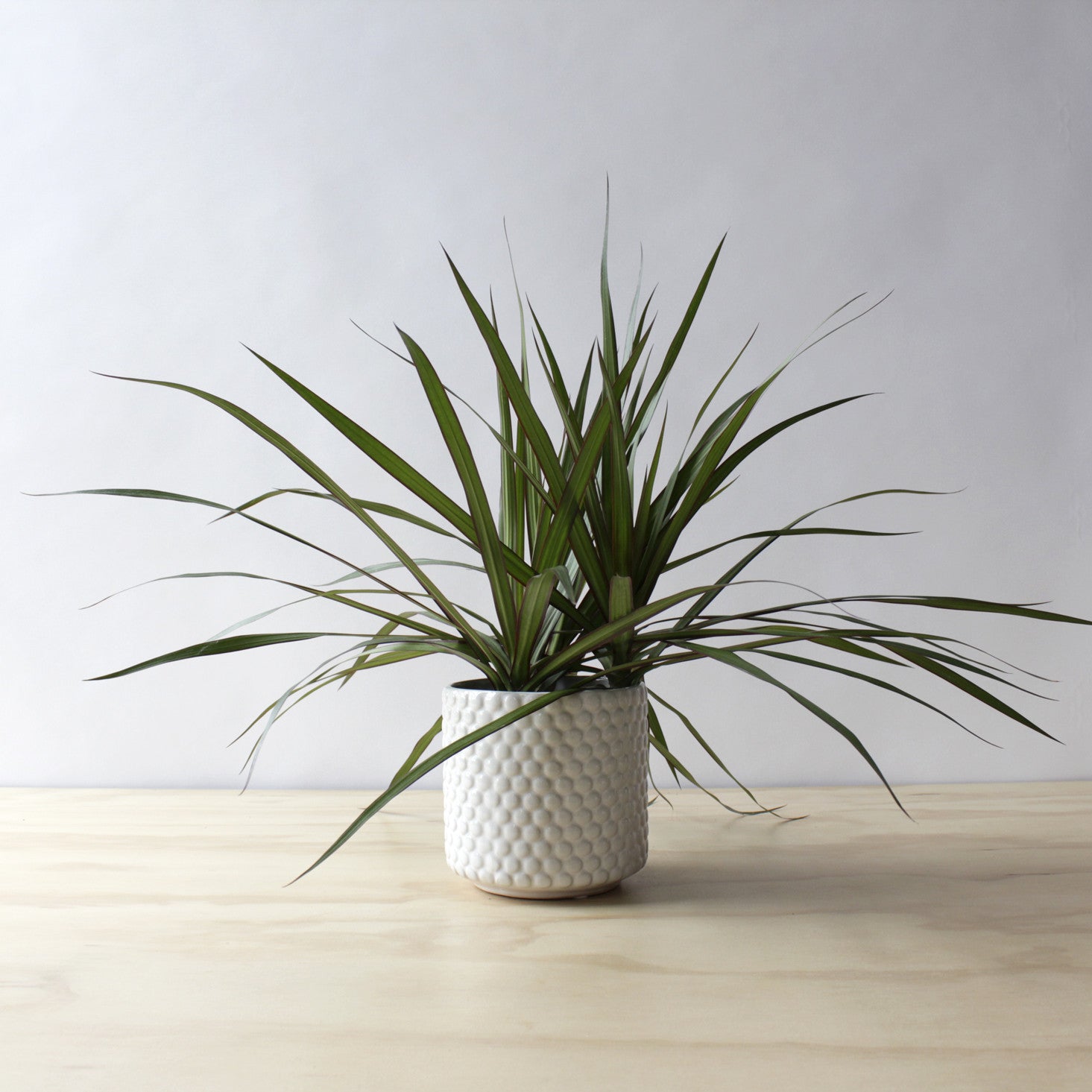 Dracaena - Marginata Bush