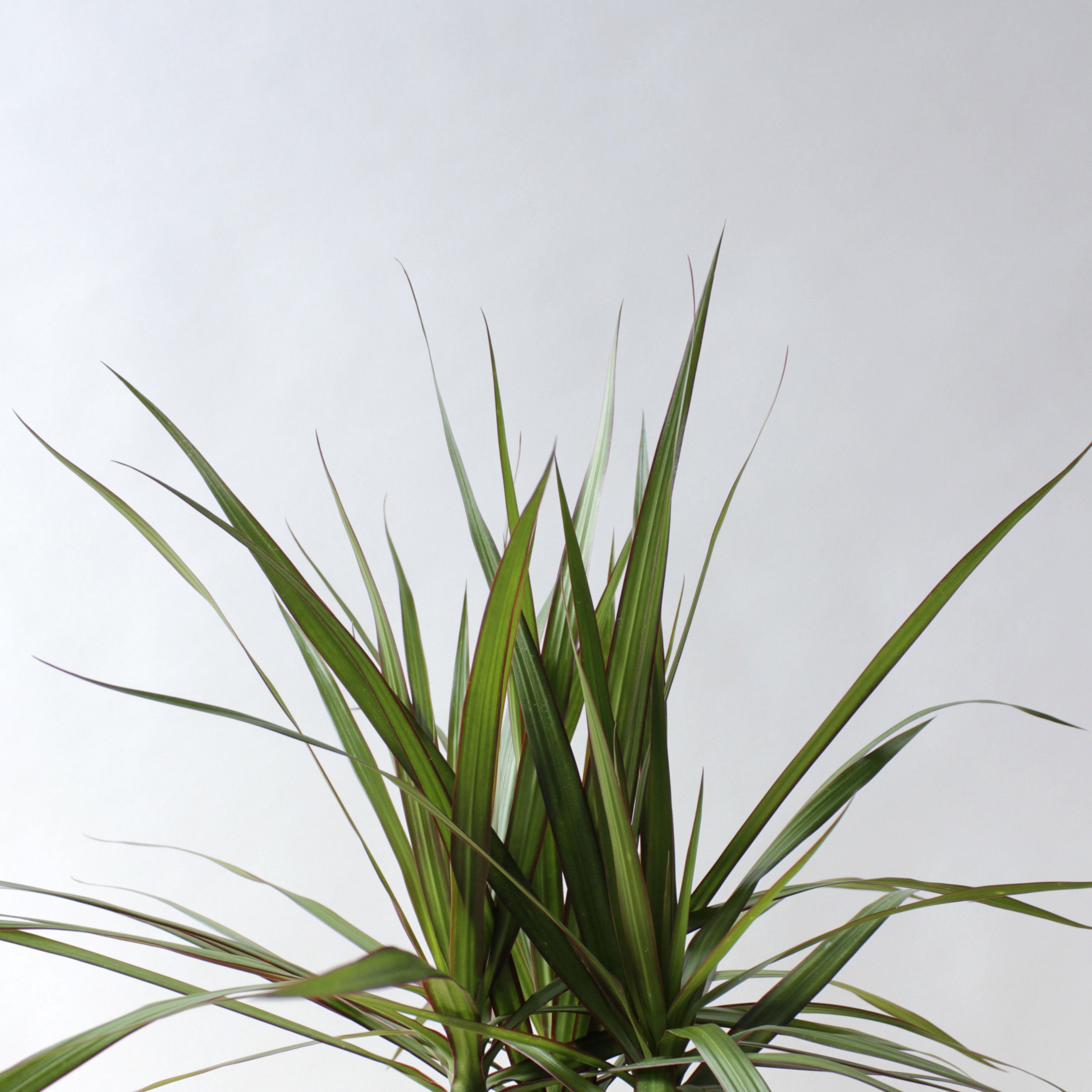 Dracaena - Marginata Bush