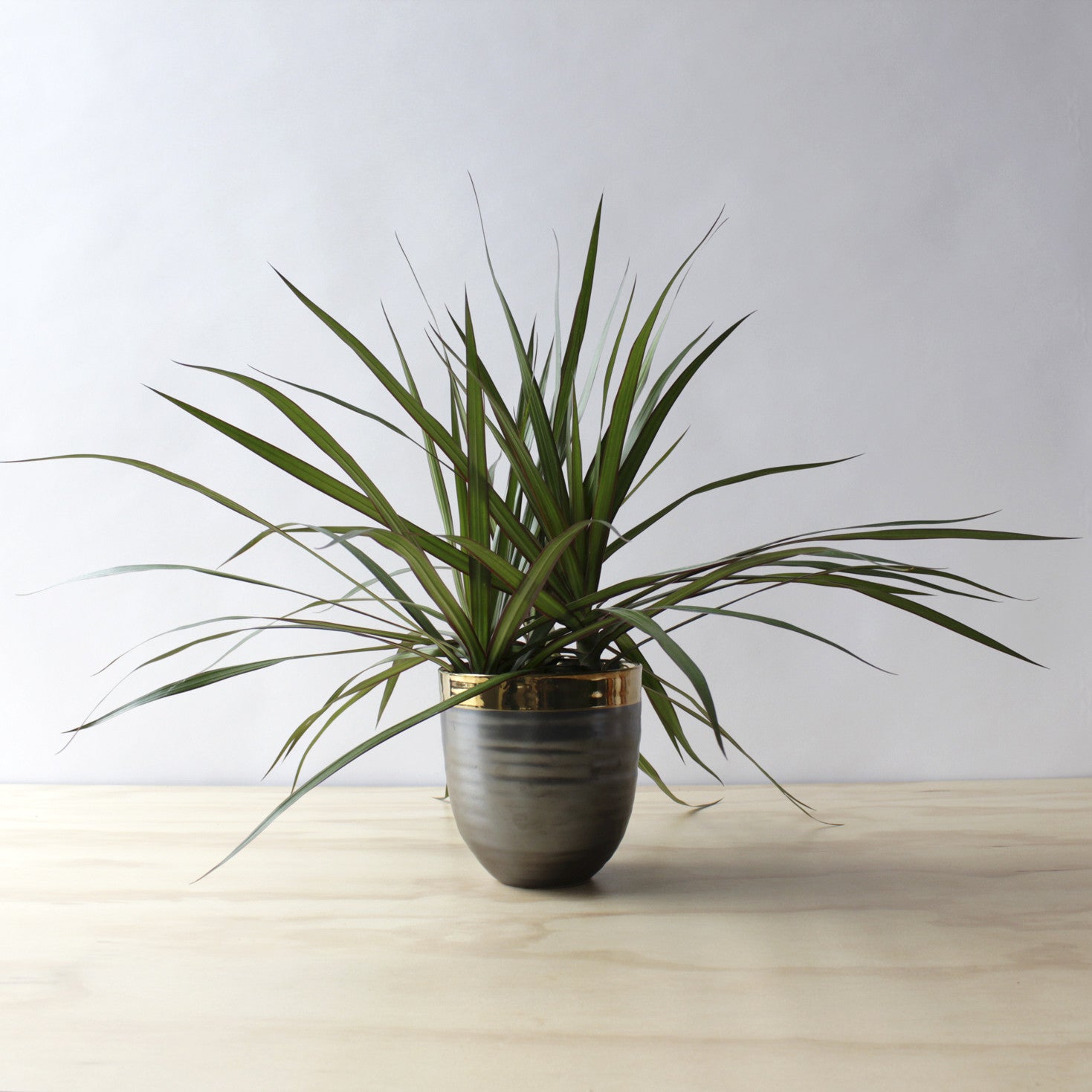 Dracaena - Marginata Bush