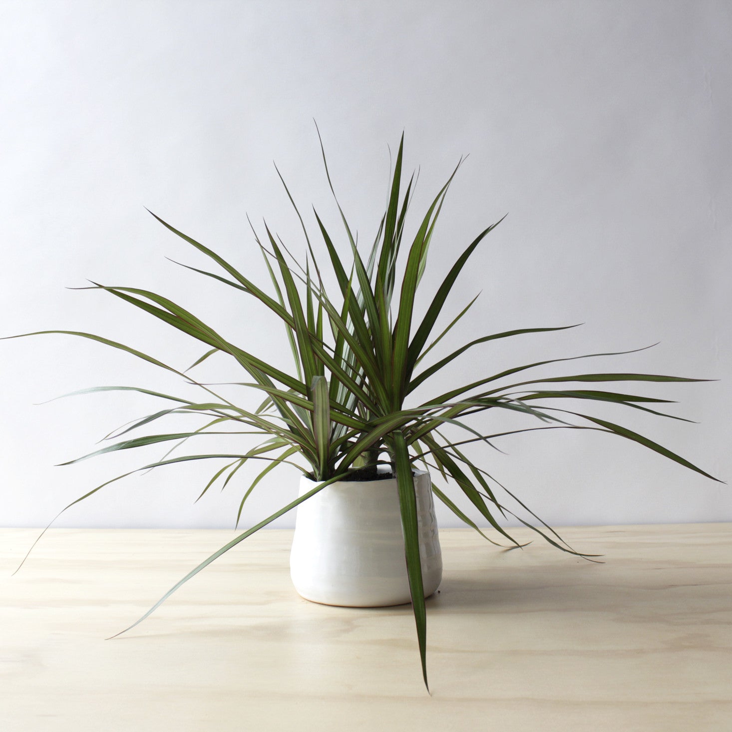 Dracaena - Marginata Bush