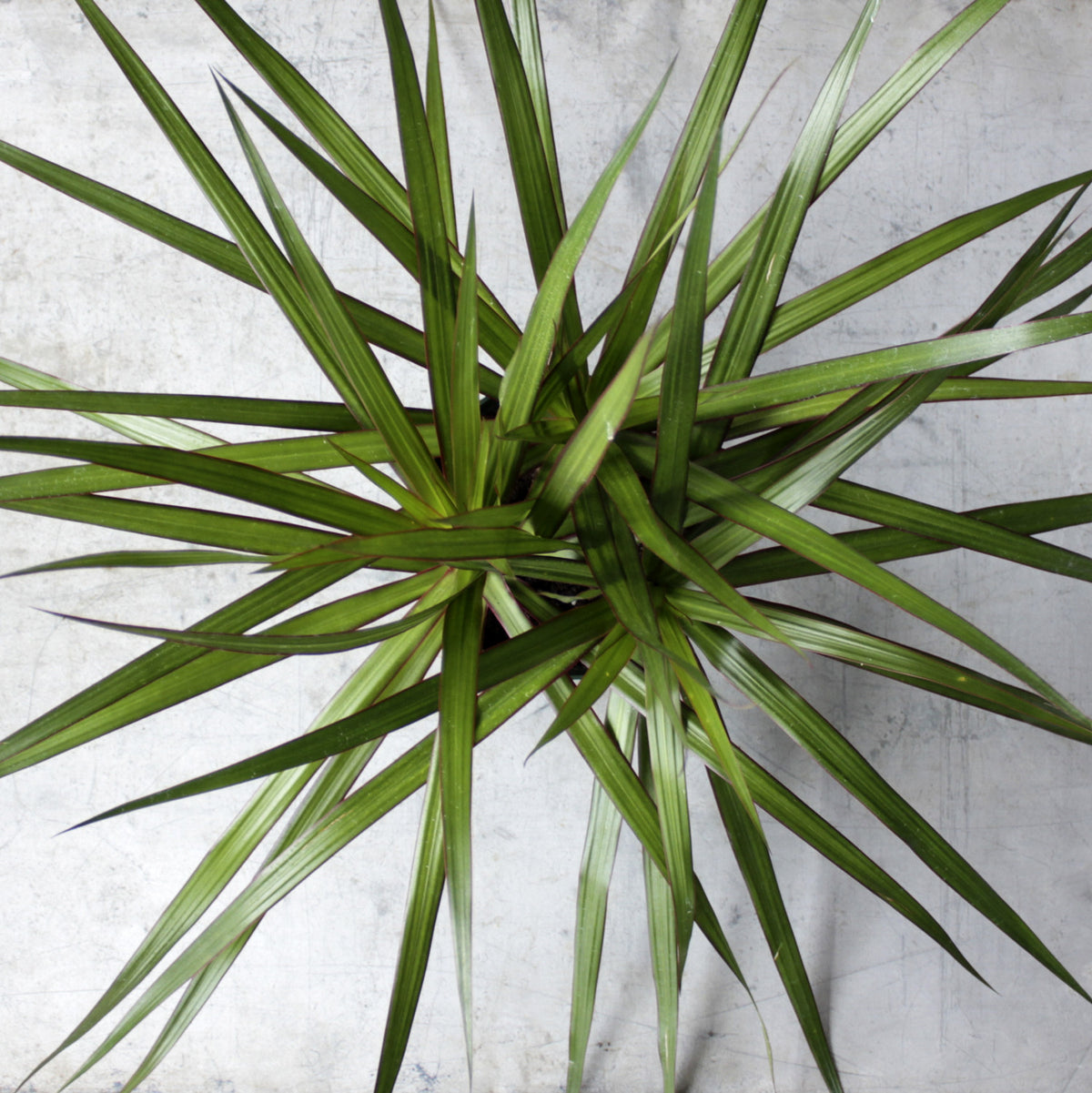 dracaena madagascar Madagascar Dragon Tree Dracaena Care – Spruce Flowers and Events