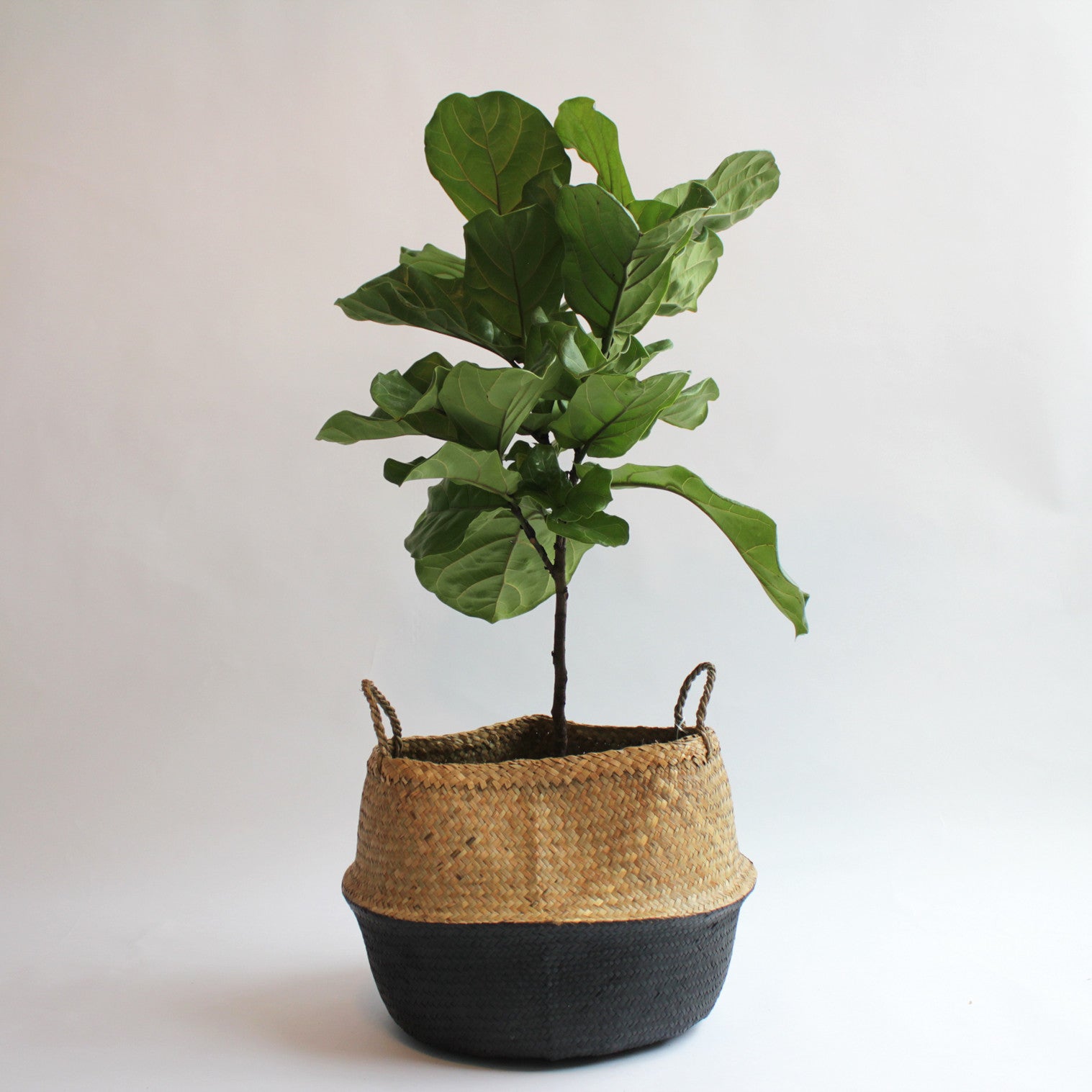 Ficus Lyrata (Fiddle Leaf Ficus)