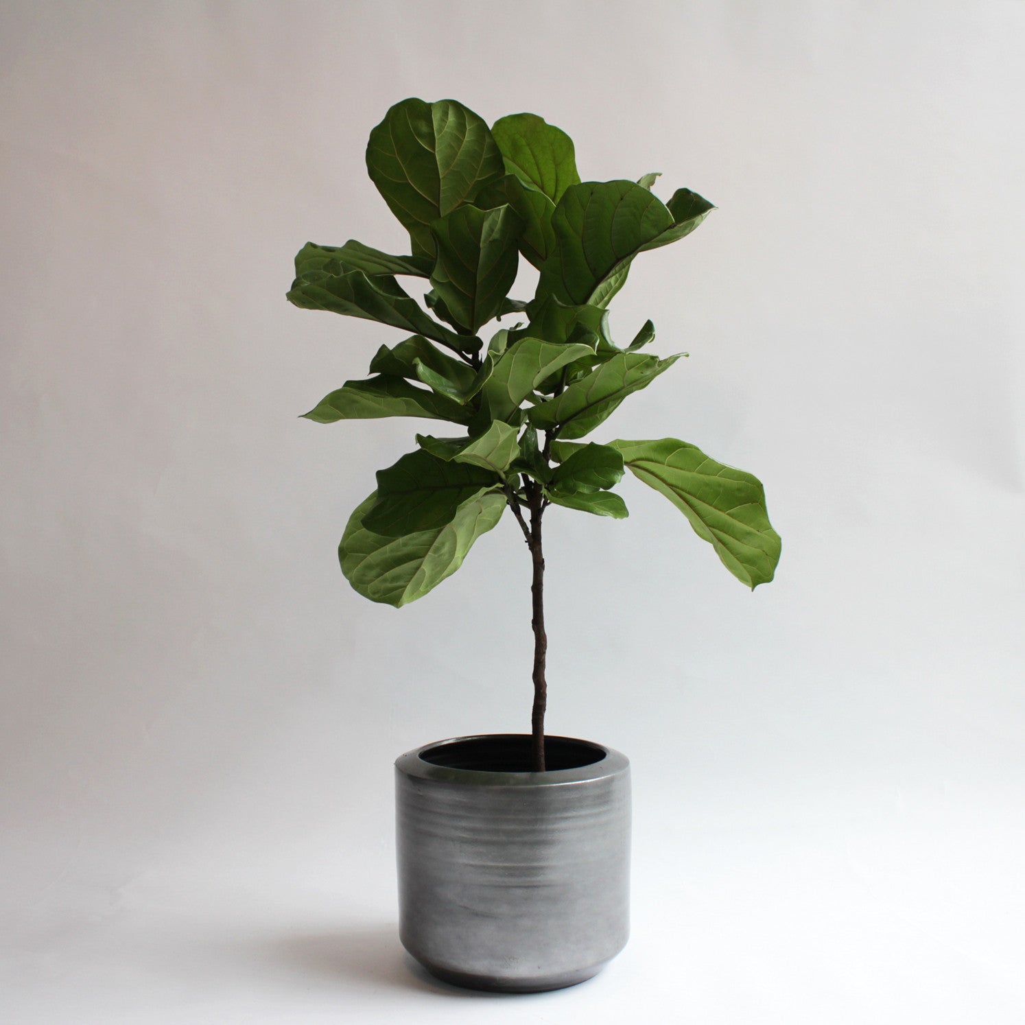 Ficus Lyrata (Fiddle Leaf Ficus)