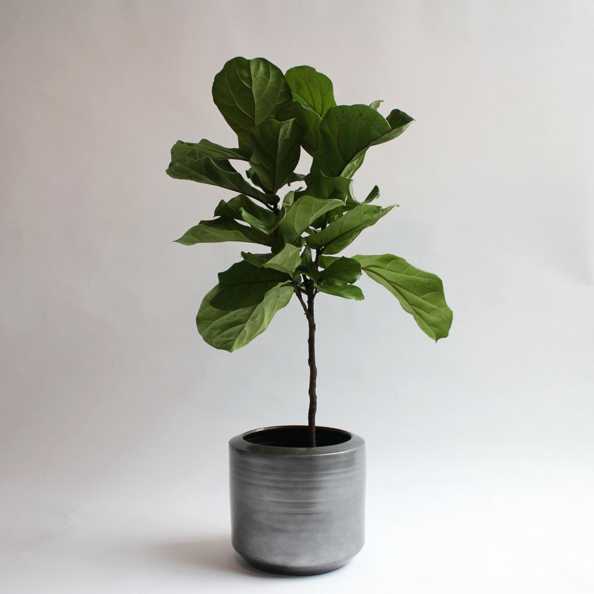 long plant pot indoor Large Indoor Plant Pots & Ceramic Planters