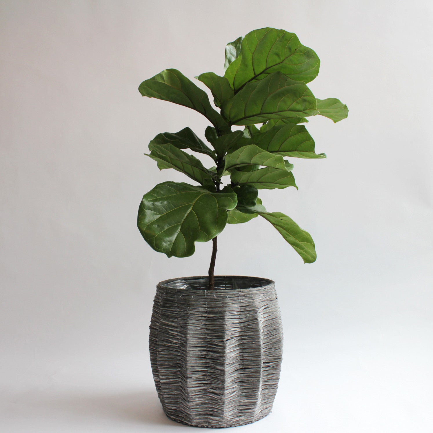 Ficus Lyrata (Fiddle Leaf Ficus)