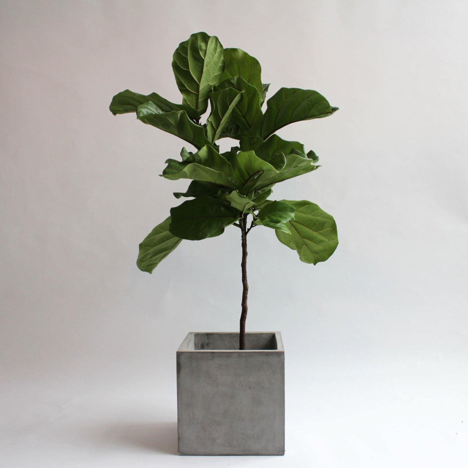 Newport Fibercrete Planter with Ficus