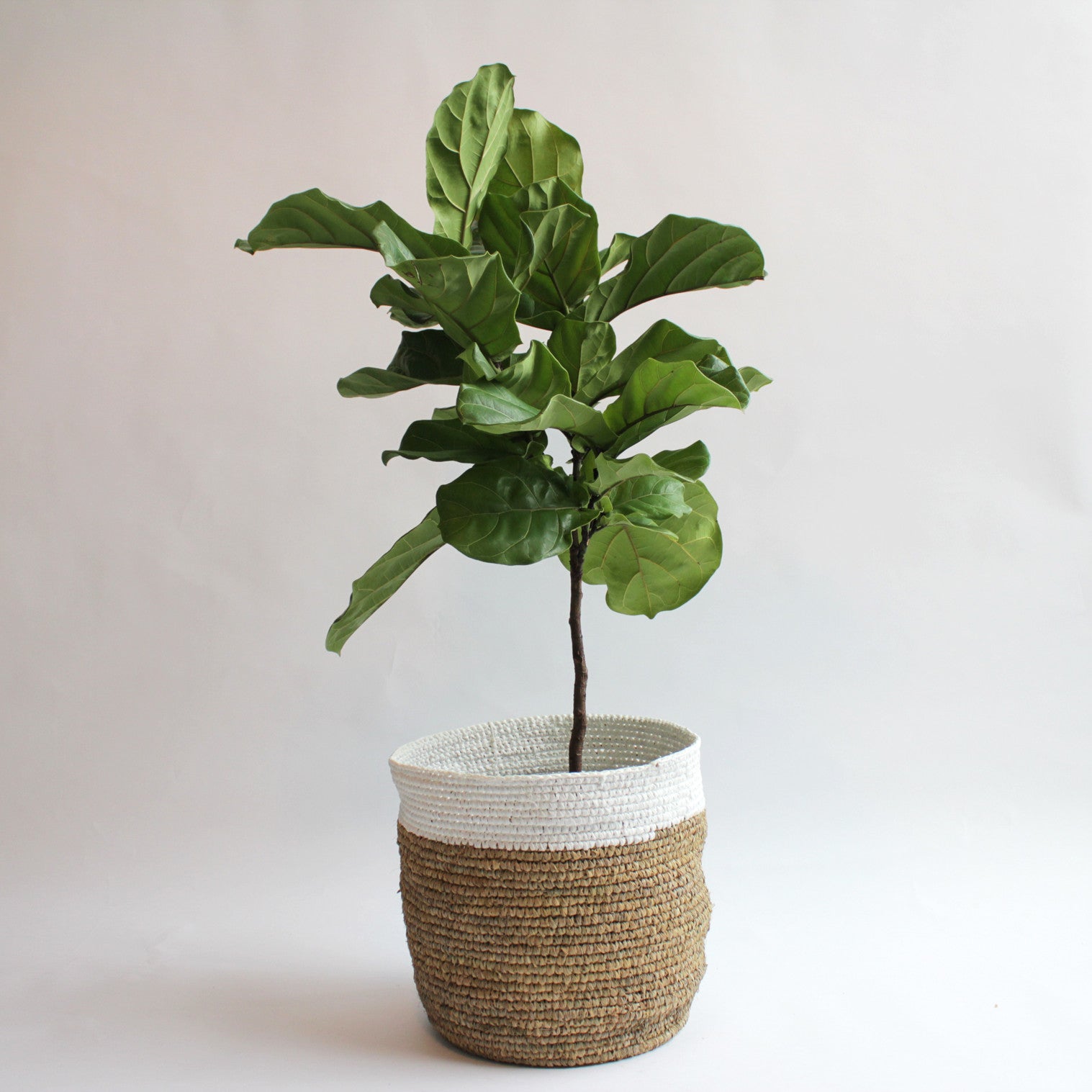 Ficus Lyrata (Fiddle Leaf Ficus)