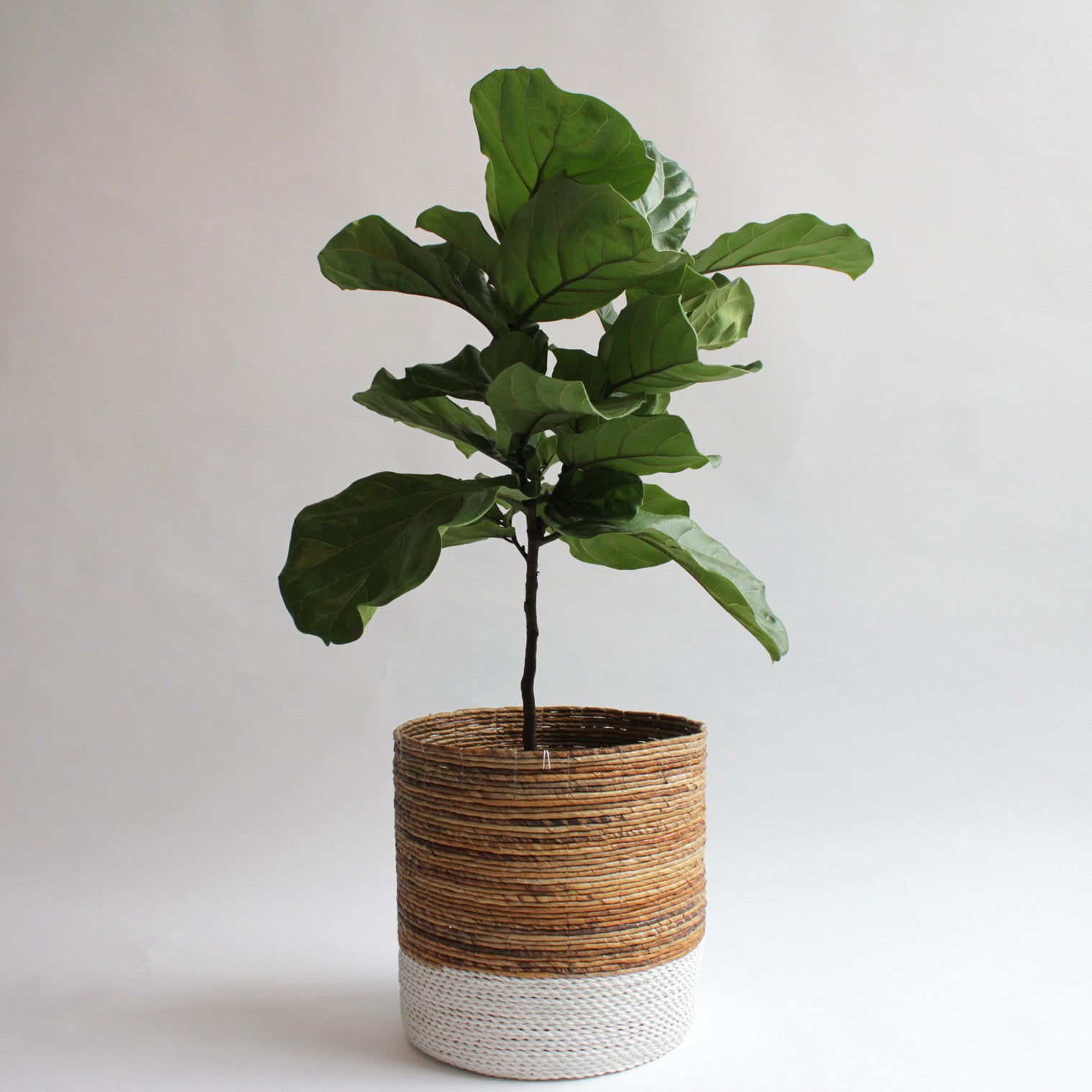 Ficus Lyrata (Fiddle Leaf Ficus)