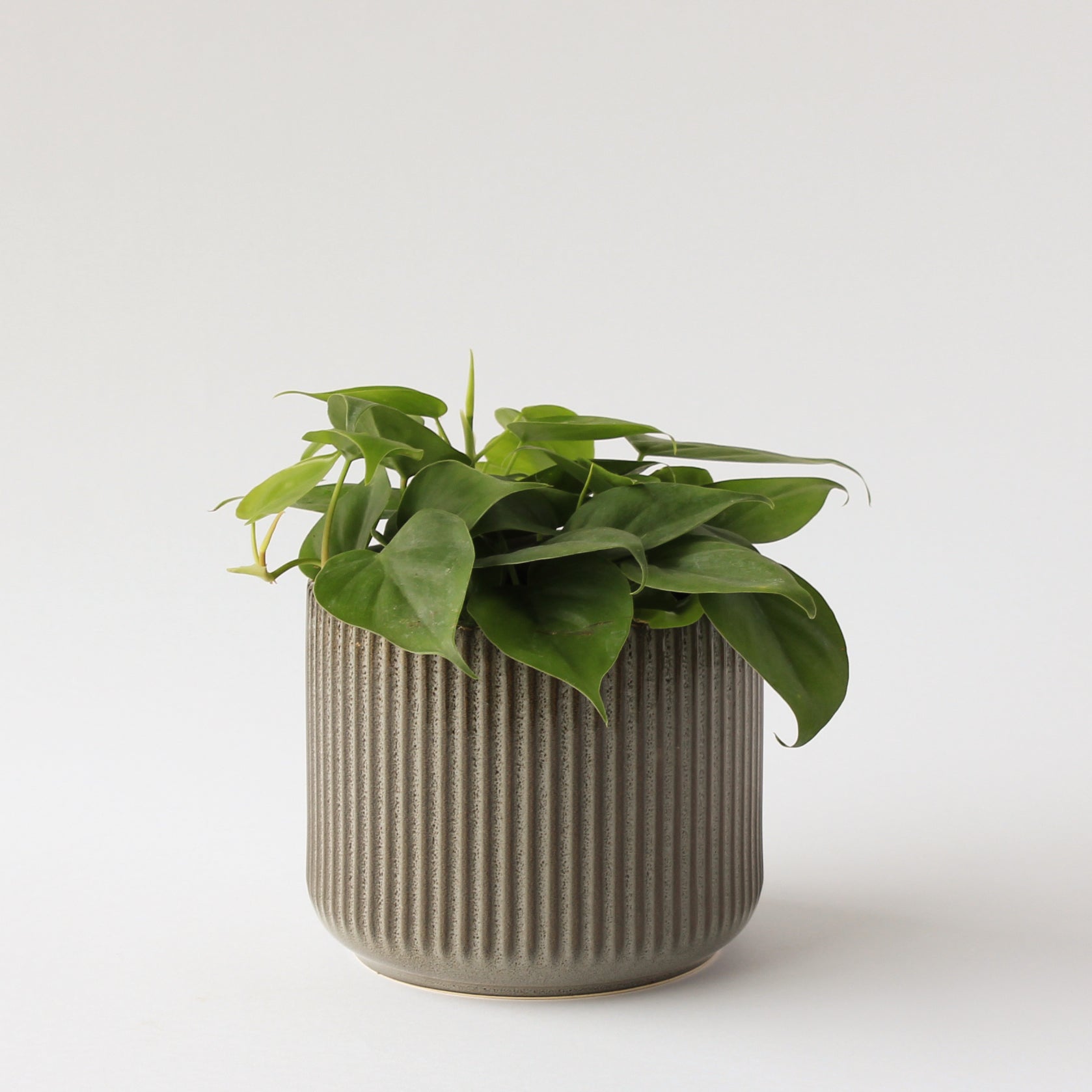 Habitat Pot