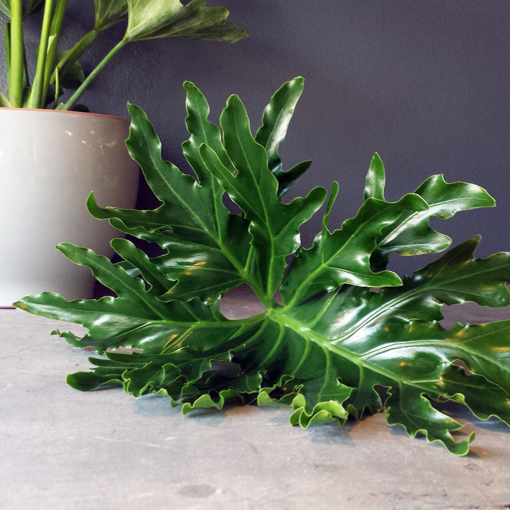 Philodendron