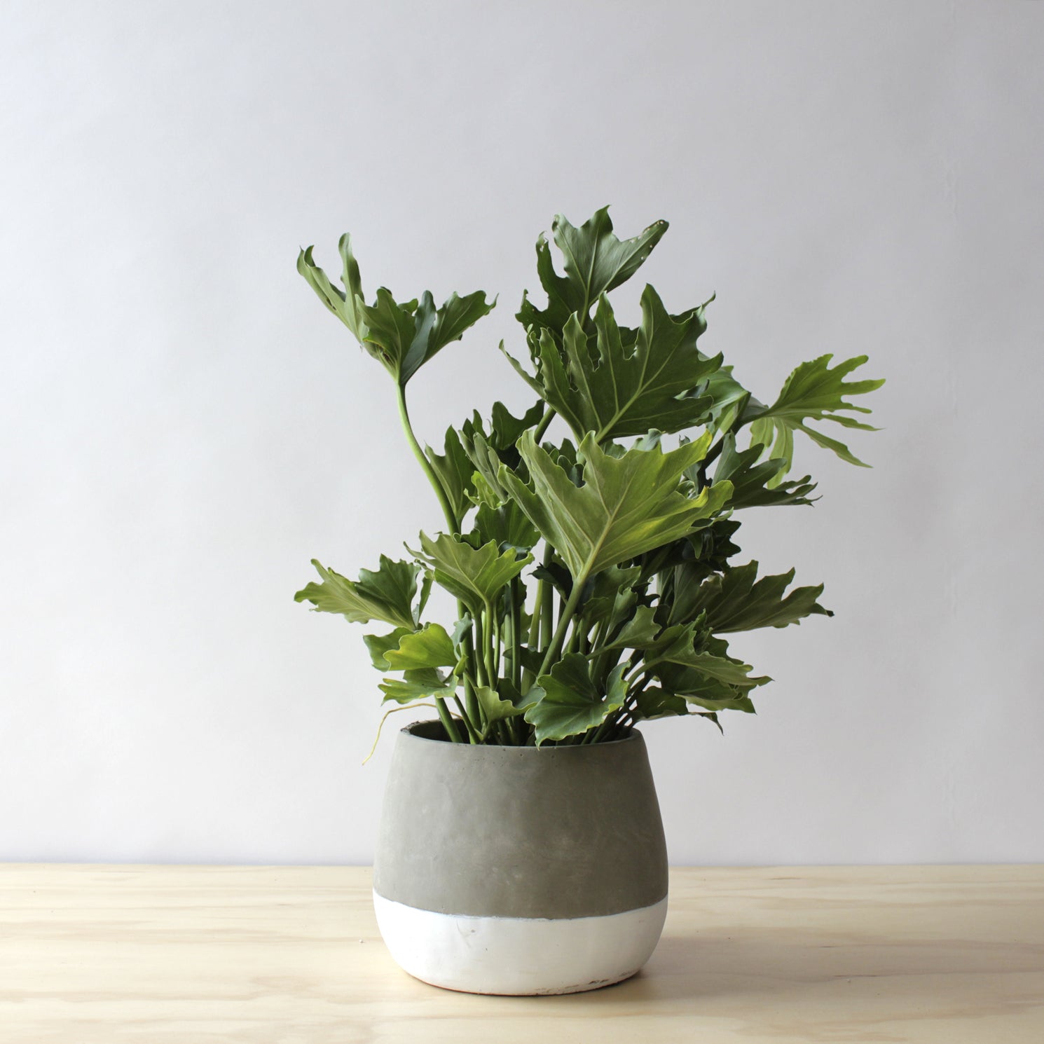 A Philodendron houseplant with large palmate leaves in a grey pot, set against a plain background.