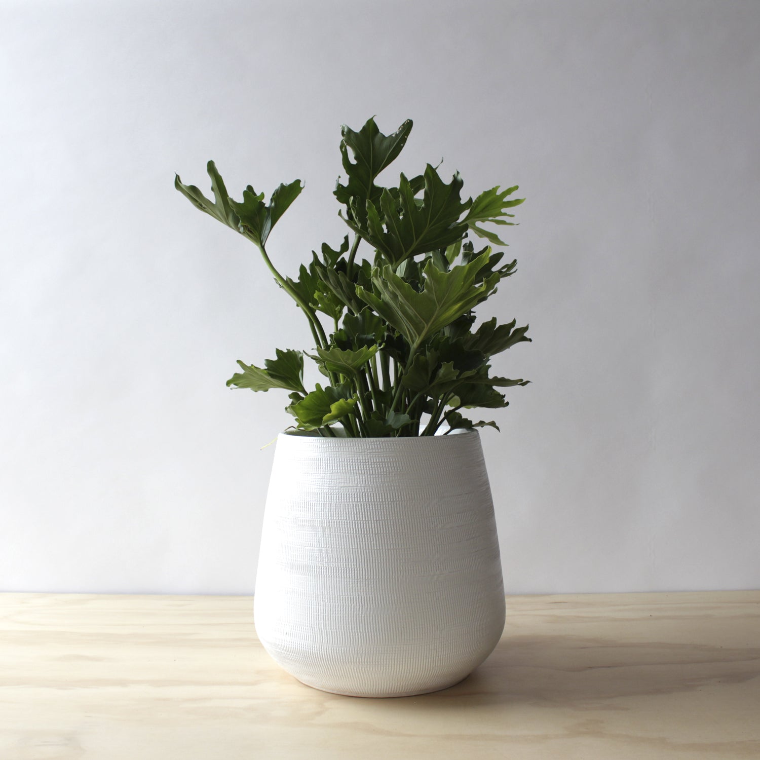 Philodendron - Hope
