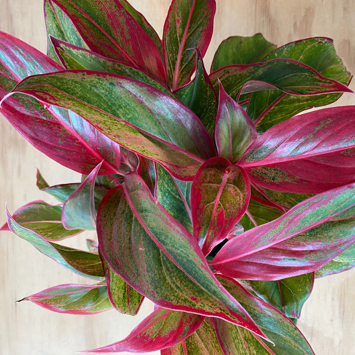 aglaonema pink leaves Aglaonema