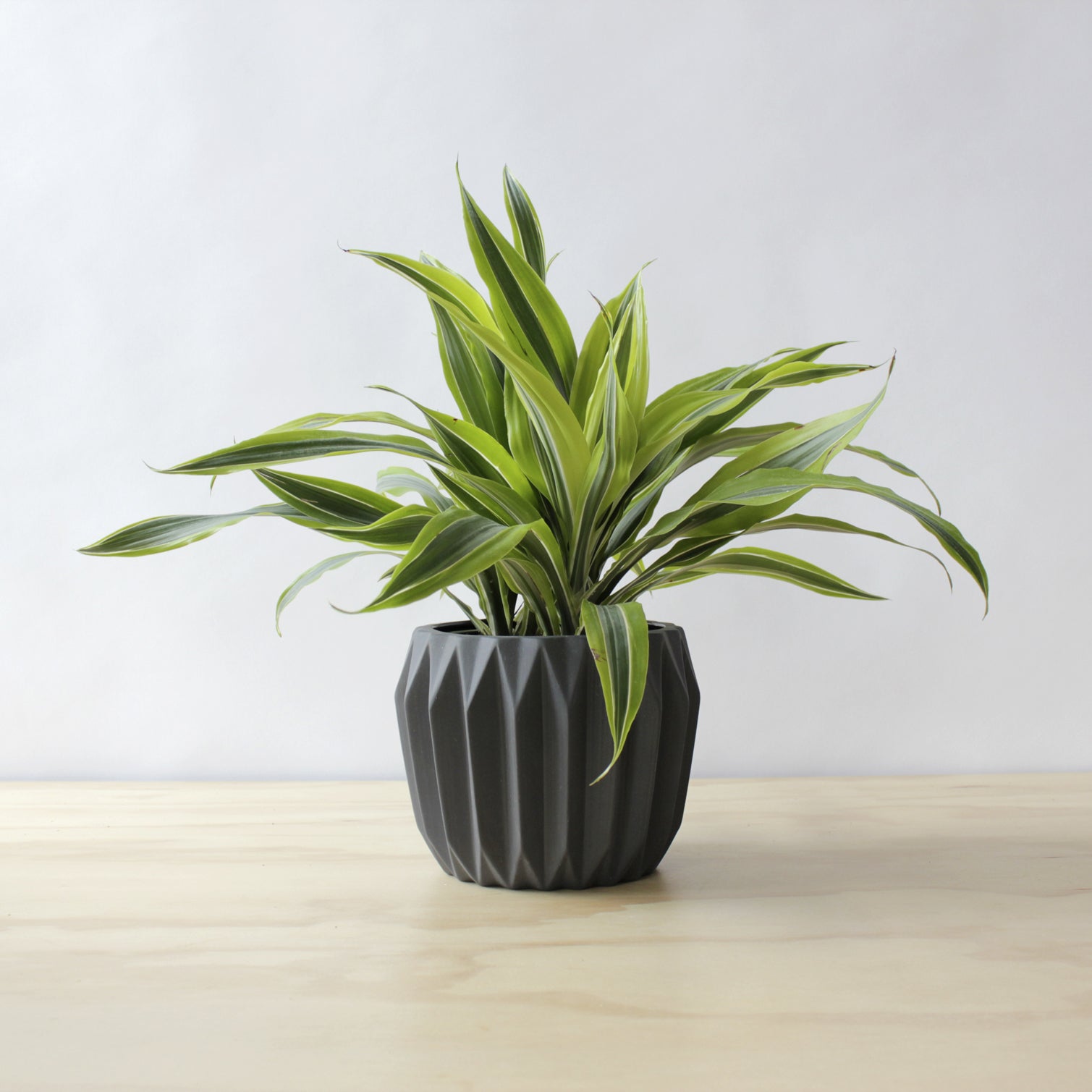 Dracaena - 'Lemon Lime'