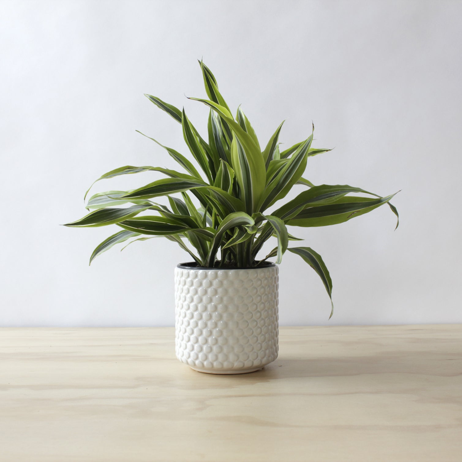 Dracaena - 'Lemon Lime'
