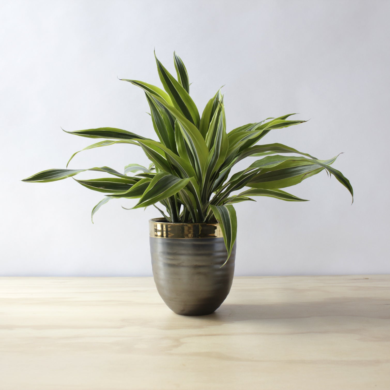 Dracaena - 'Lemon Lime'