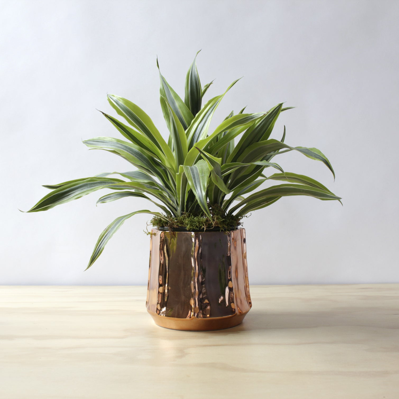 Dracaena - 'Lemon Lime'