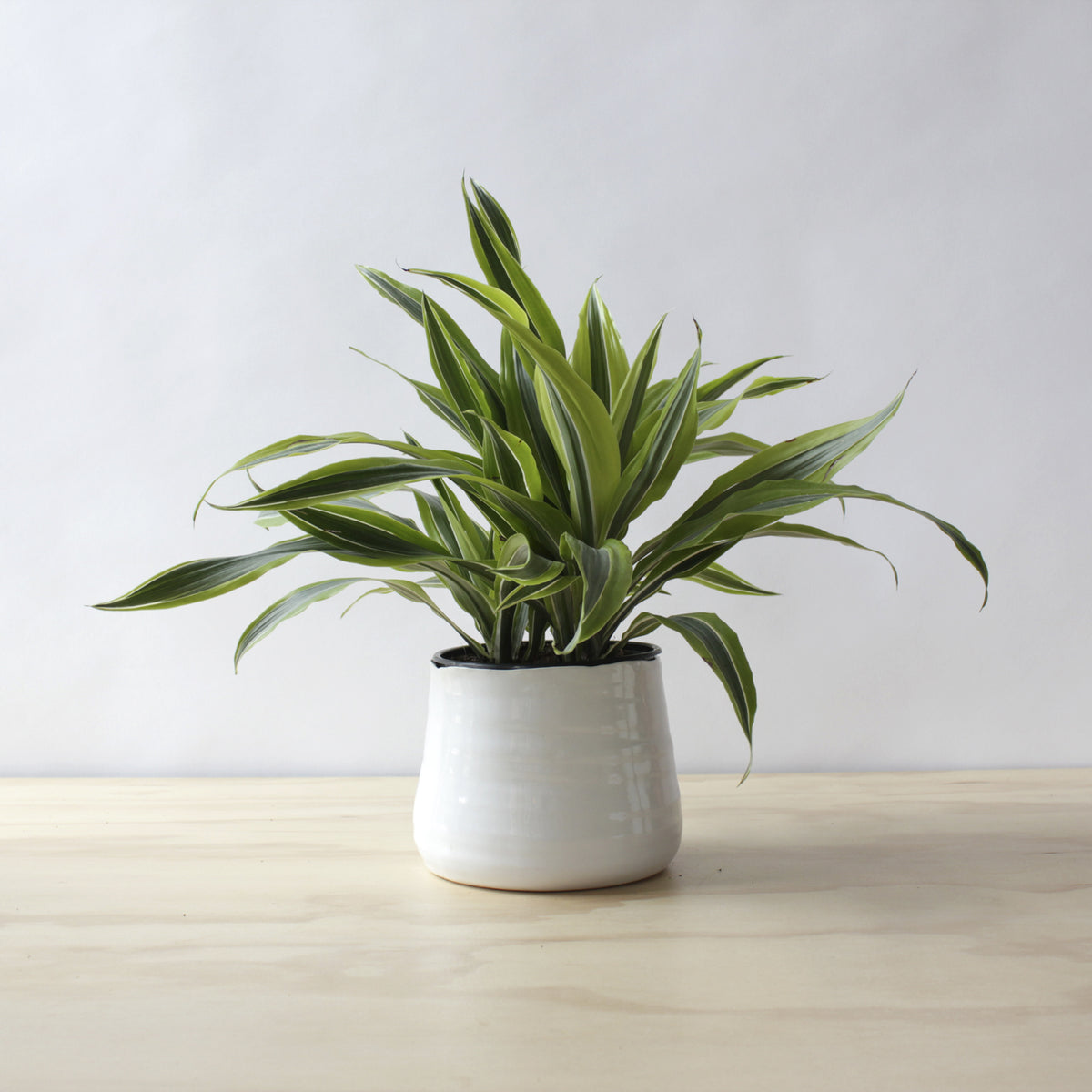 dracaena white leaves Dracaena
