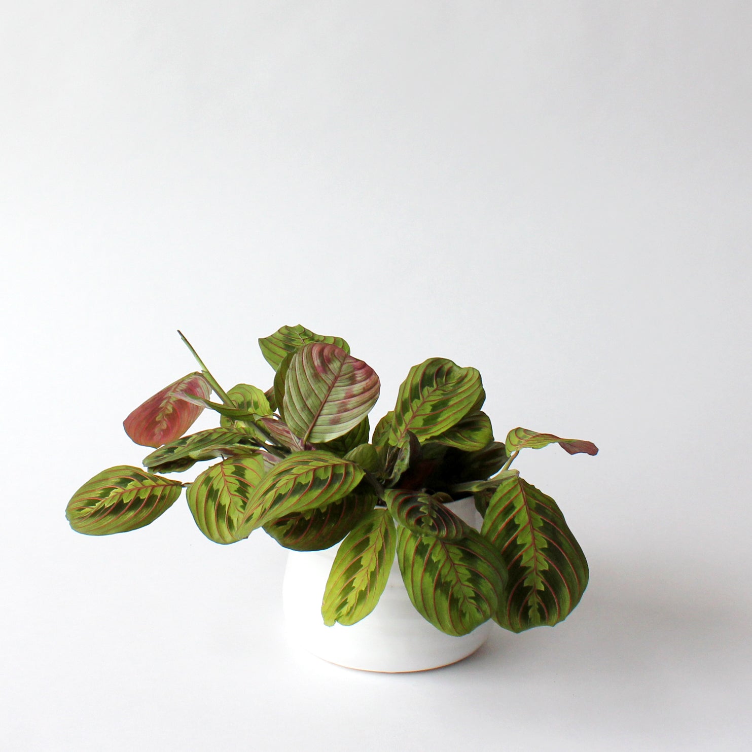 Maranta - Red