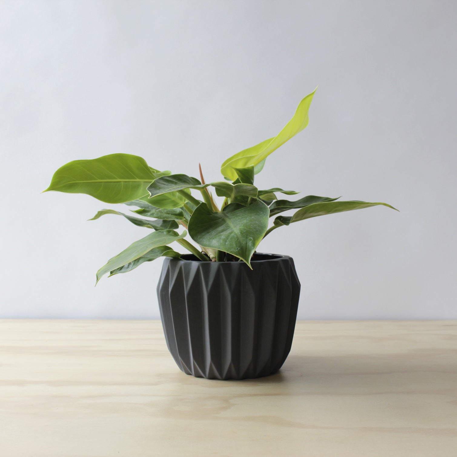 Philodendron - Moonlight