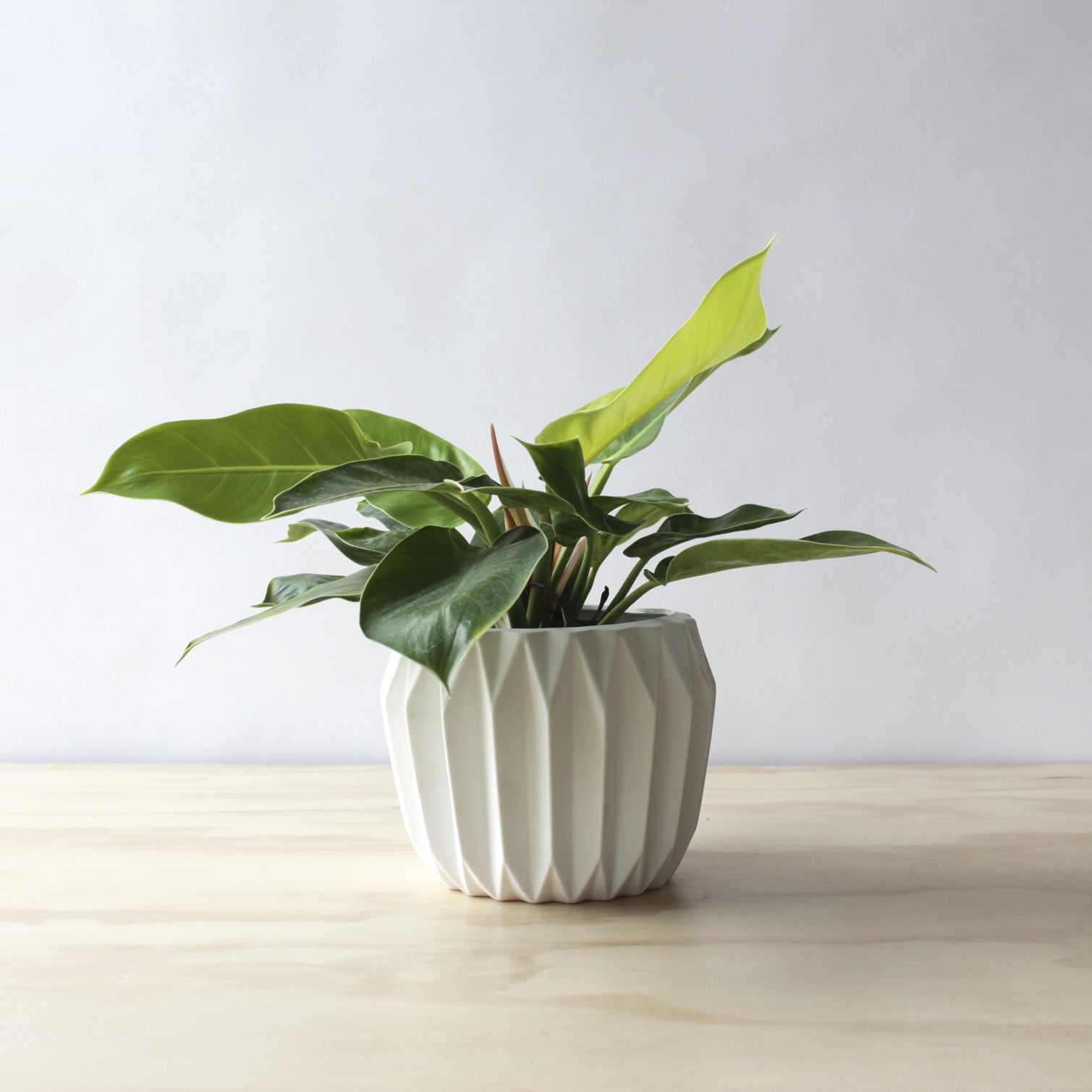 Philodendron - Moonlight