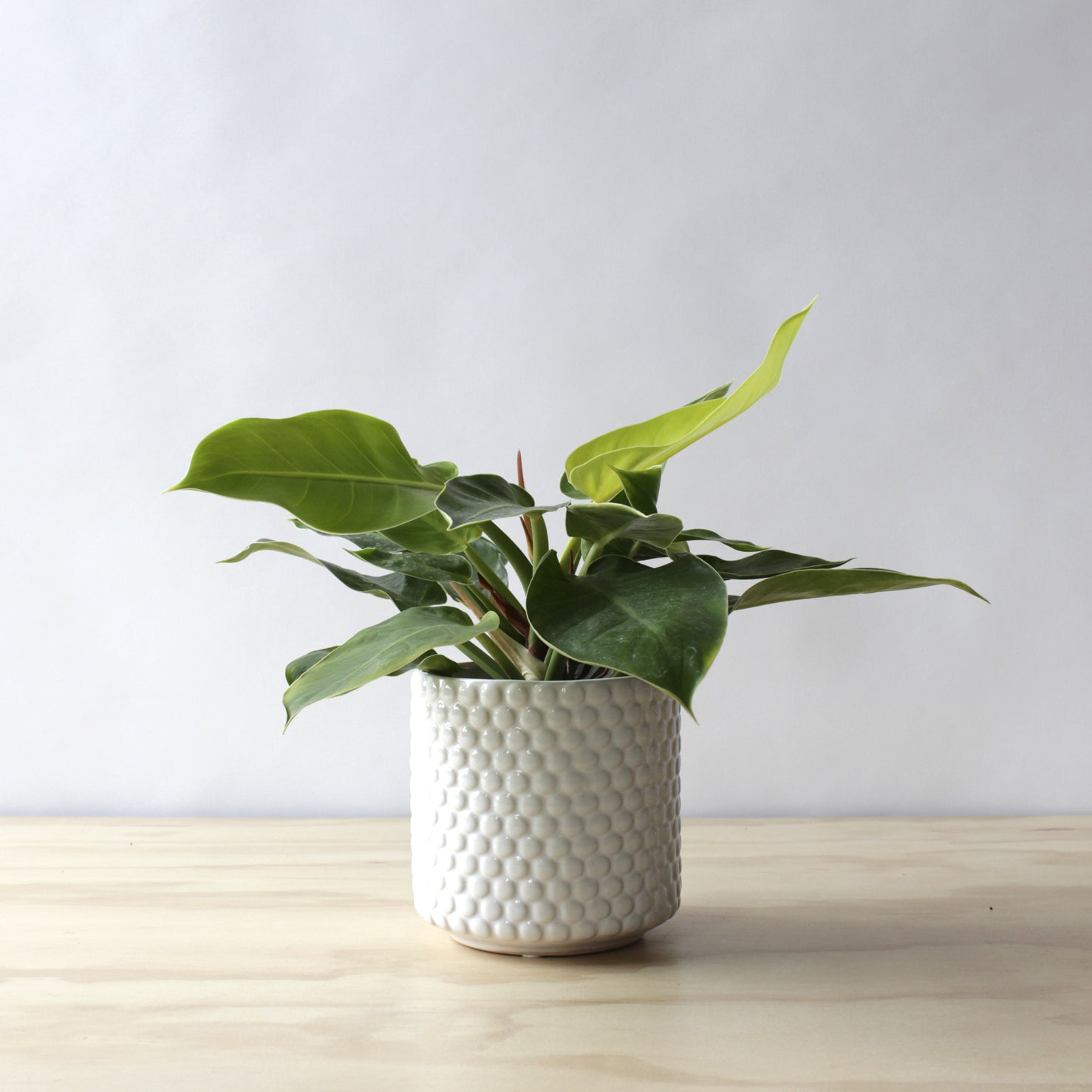 Philodendron - Moonlight