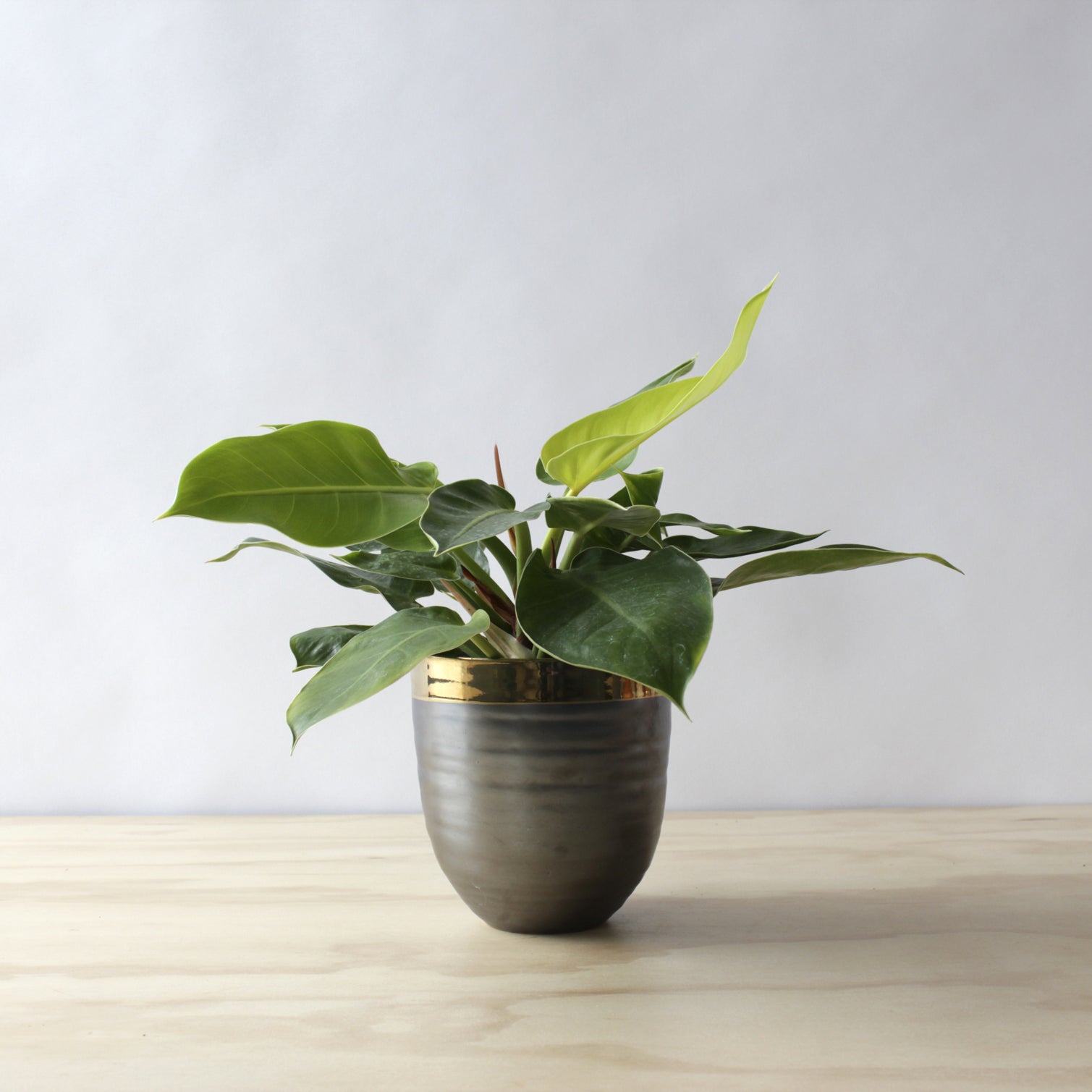 Philodendron - Moonlight