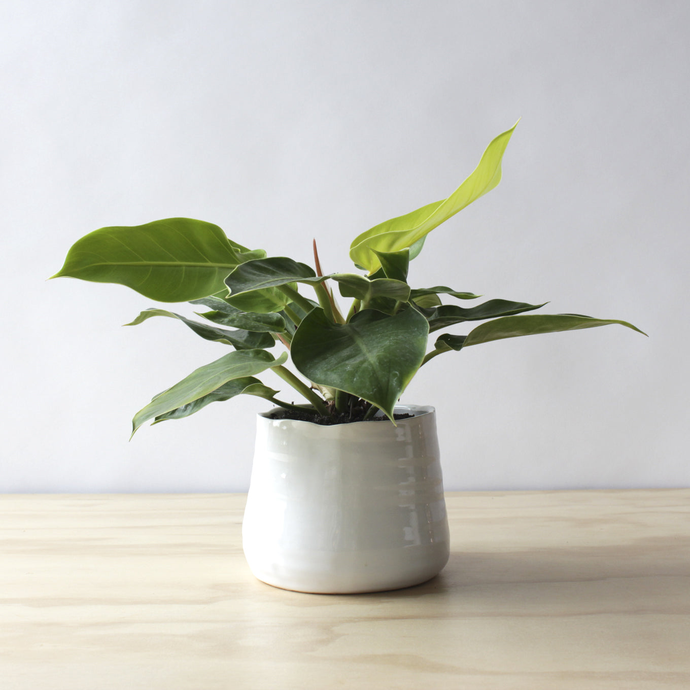 Philodendron - Moonlight