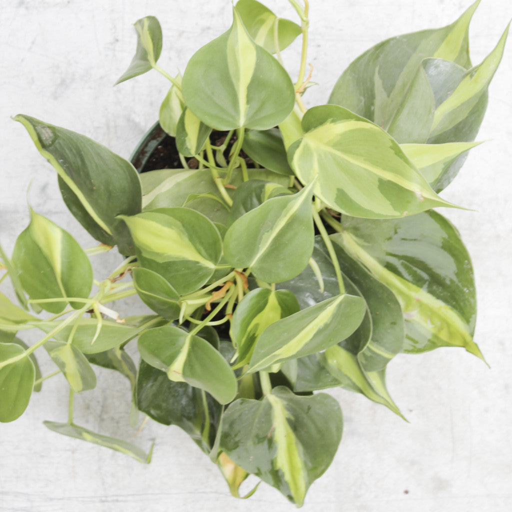 Brazil Philodendron Plant Care - Spruce Flowers and Events