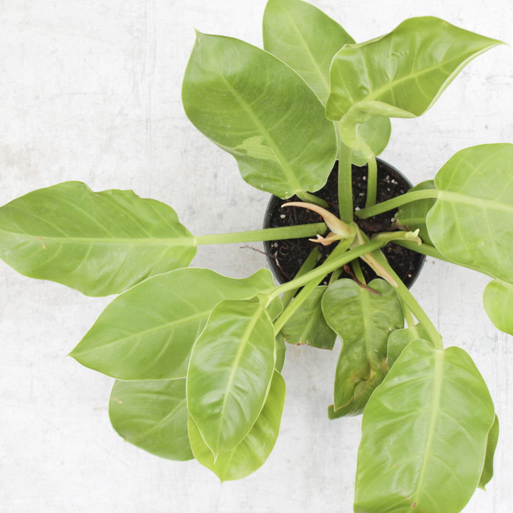 philodendron moonlight size Philodendron