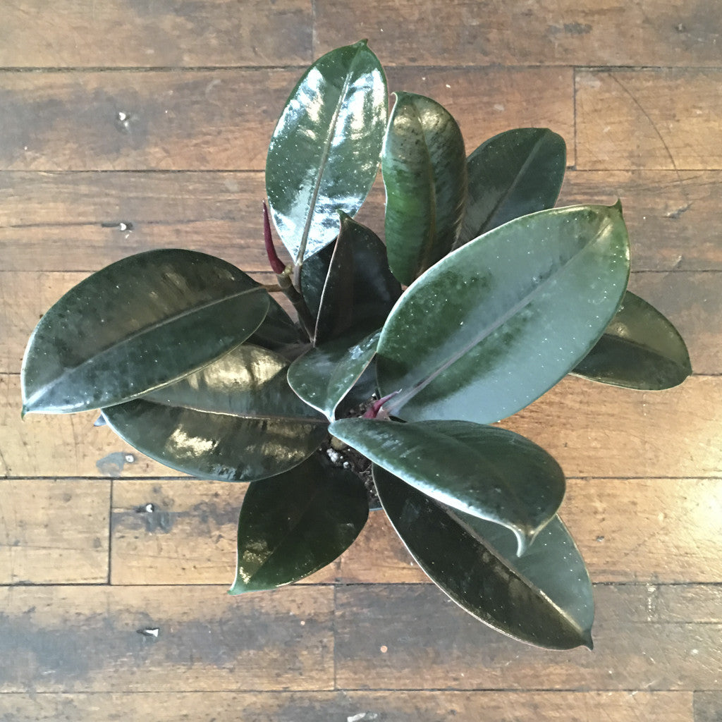 Ficus - Rubber Tree